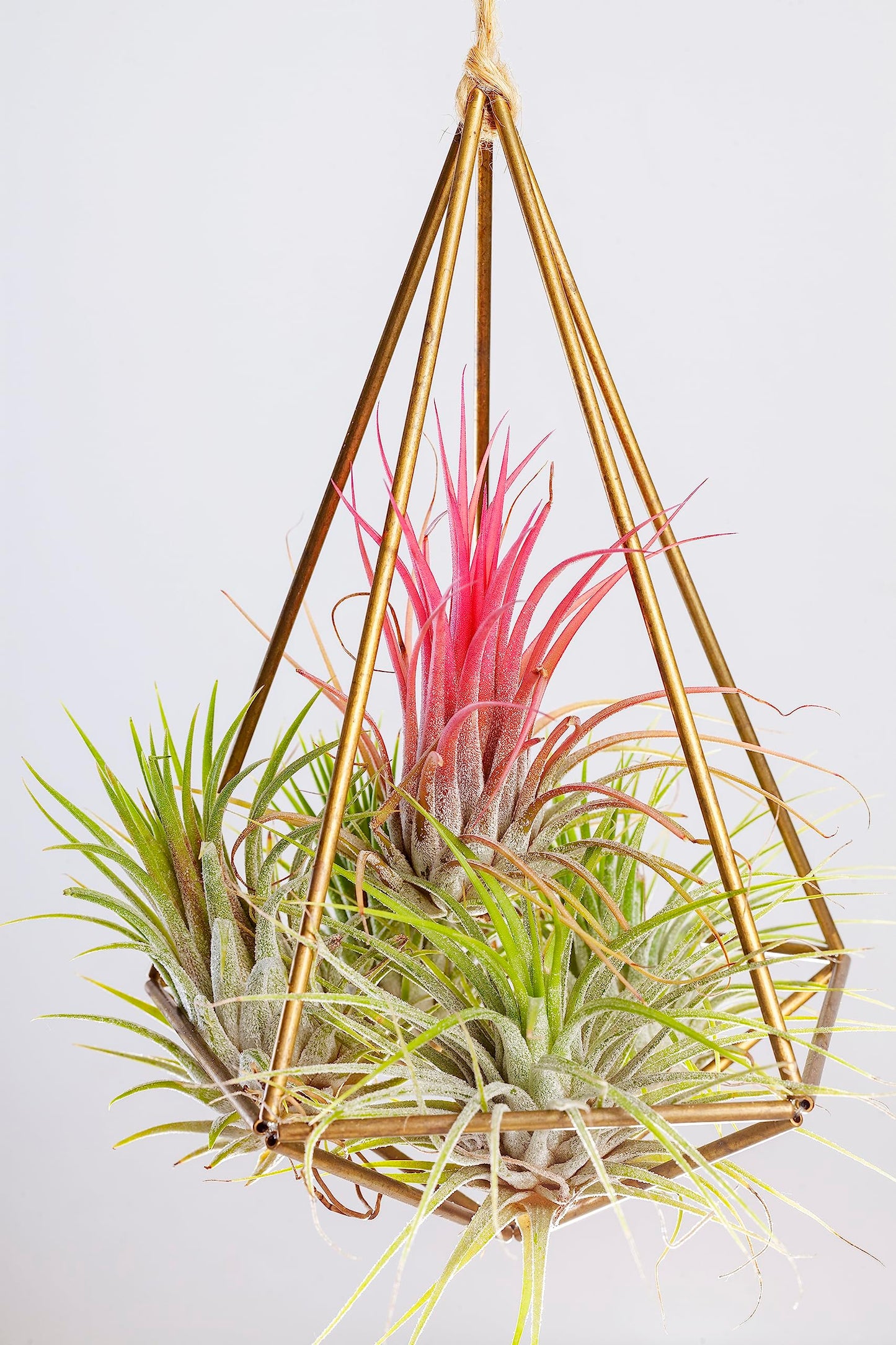 Tillandsia Air Plants Live Indoor Plants (100 Pack), Air Plants Bulk Party Favors or Wedding Favors Live Plants, Air Plant Lover Gifts, DIY Terrarium Kit, Air Succulents Plants Live by Plants for Pets