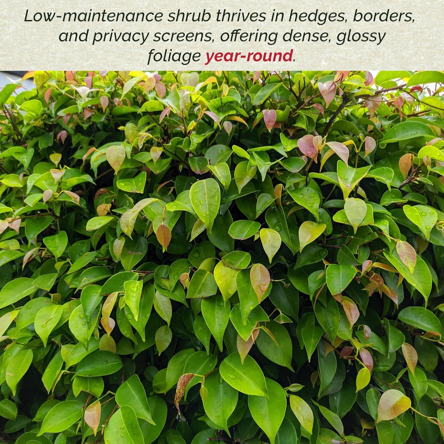 4 Xylosma Congestum, Live Plants – Shiny Xylosma in 2.5” Nursery Cubes – Fast-Growing, Low-Maintenance Evergreen Shrub for Hedges & Landscaping