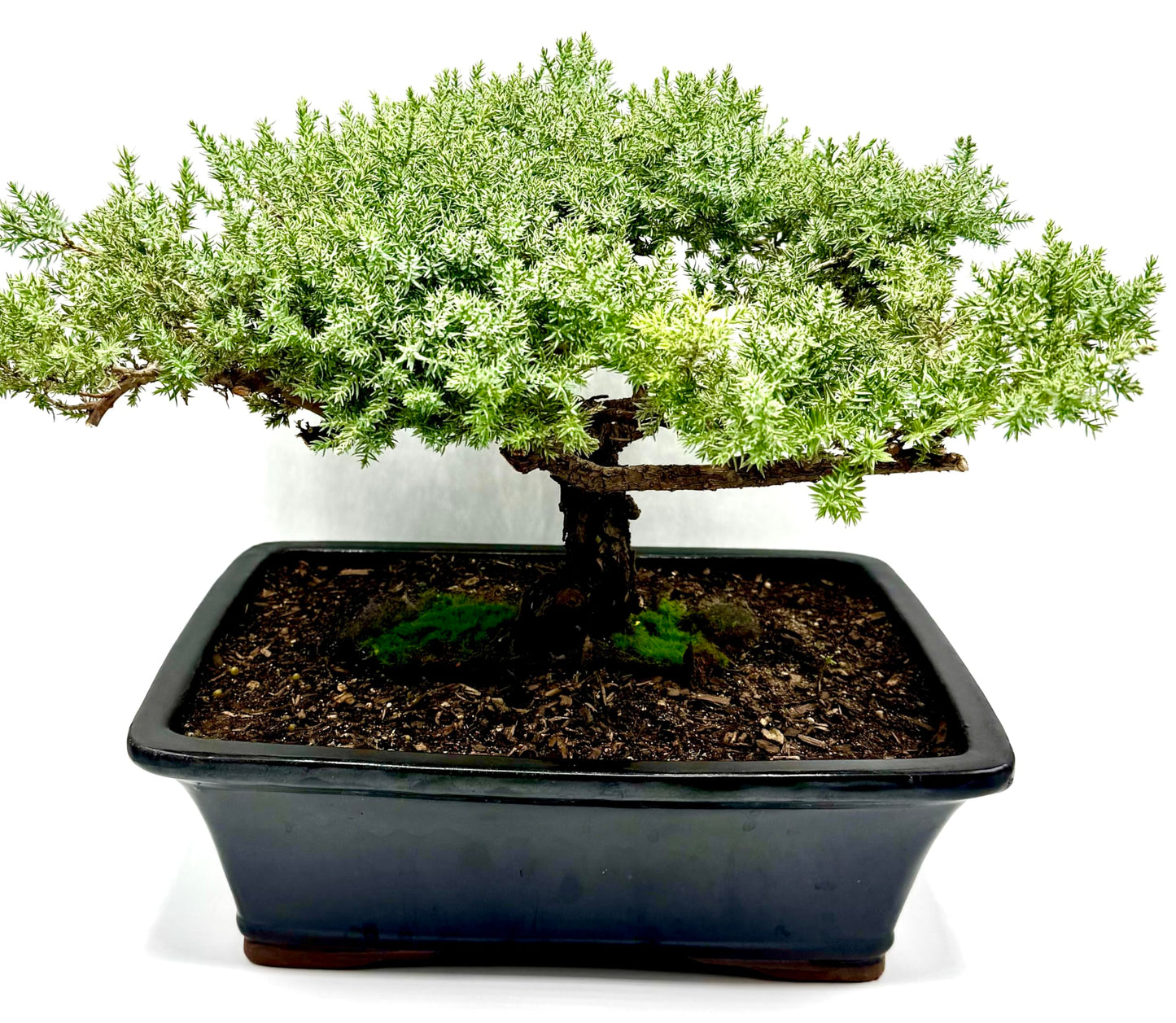 Live Dwarf Juniper Bonsai Tree 15+Years Old | Juniper or Jade Bonsai Tree | Indoor/Outdoor | 100% Handcrafted| Home and Office Décor | Best Gift for Holiday (style4)