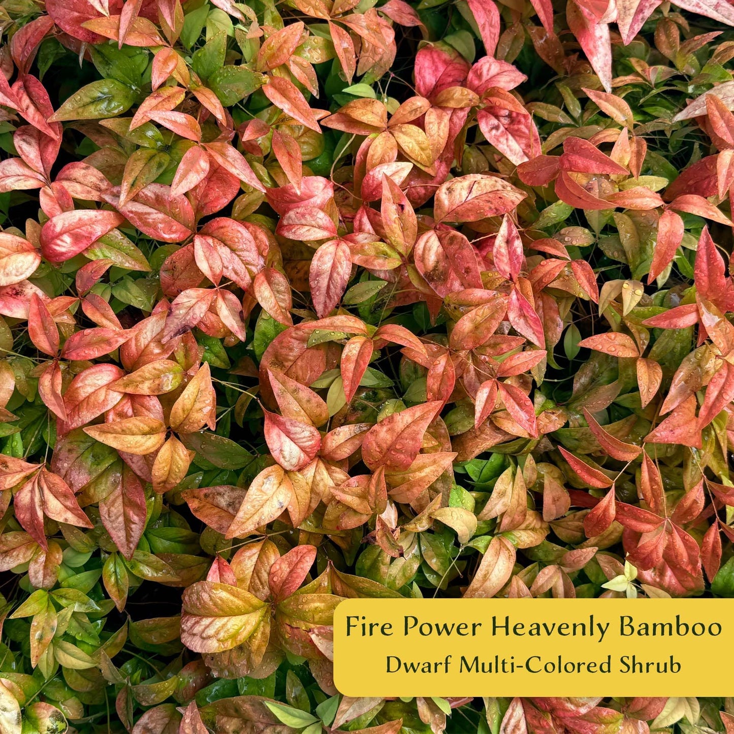 4 Fire Power Heavenly Bamboo in 2.5” Nursery Cubes (Nandina domestica 'Fire Power') | Dwarf Evergreen Shrub with Bright Red Foliage and Compact Growth | Live Starter Plants