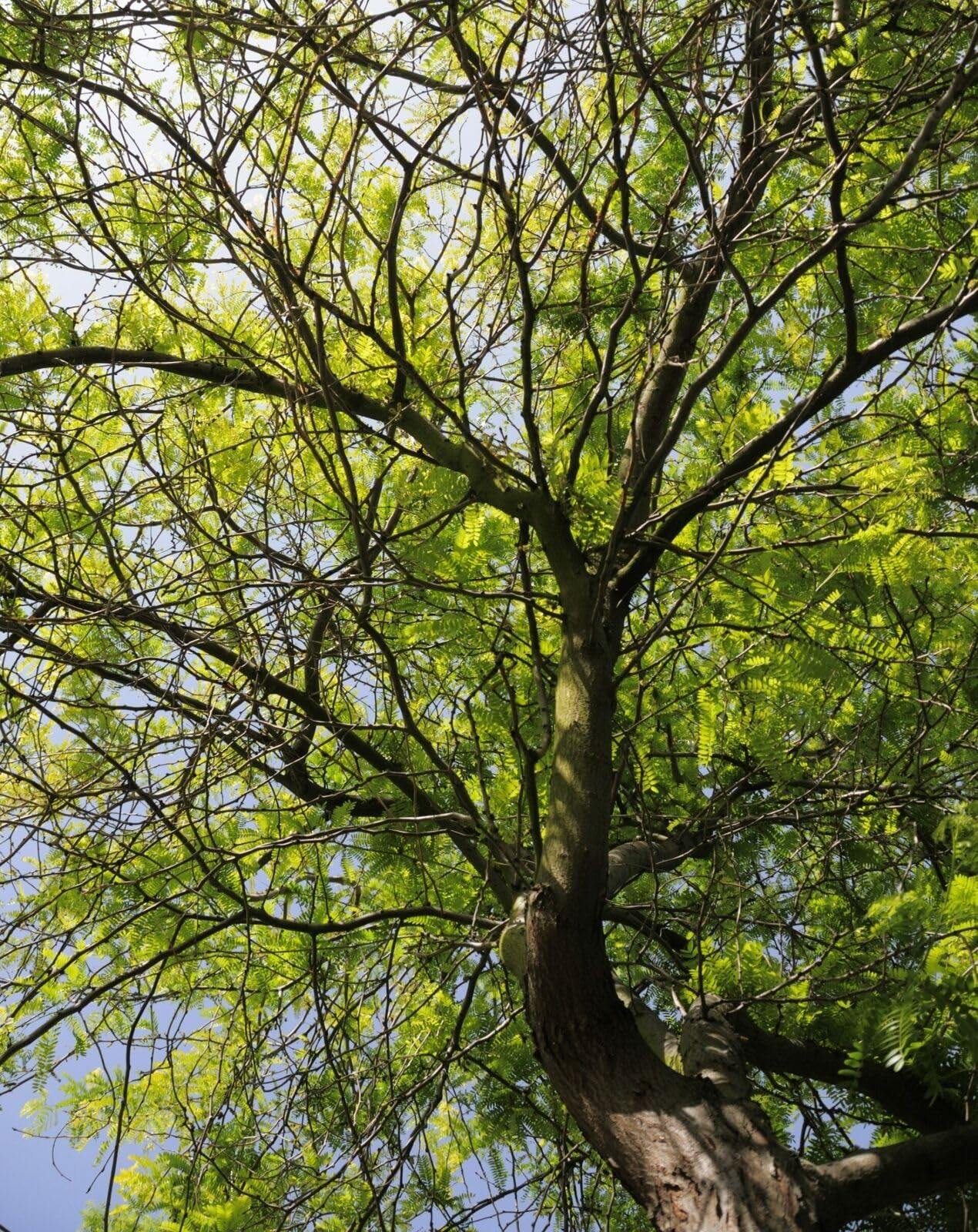 5 Honey Locust Trees - 10-18" Tall Live Plants - Fast Growing Shade Tree Seedlings - Gleditsia triacanthos - (5 Pack)