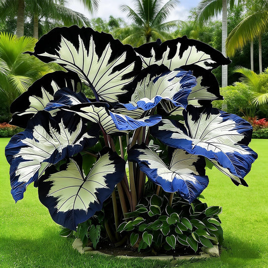 BGNIORT Giant Foliage Elephant Ear - Excellent Display/Mixed Color/Easy Grow/Suitable for Outdoor Gardens (10)