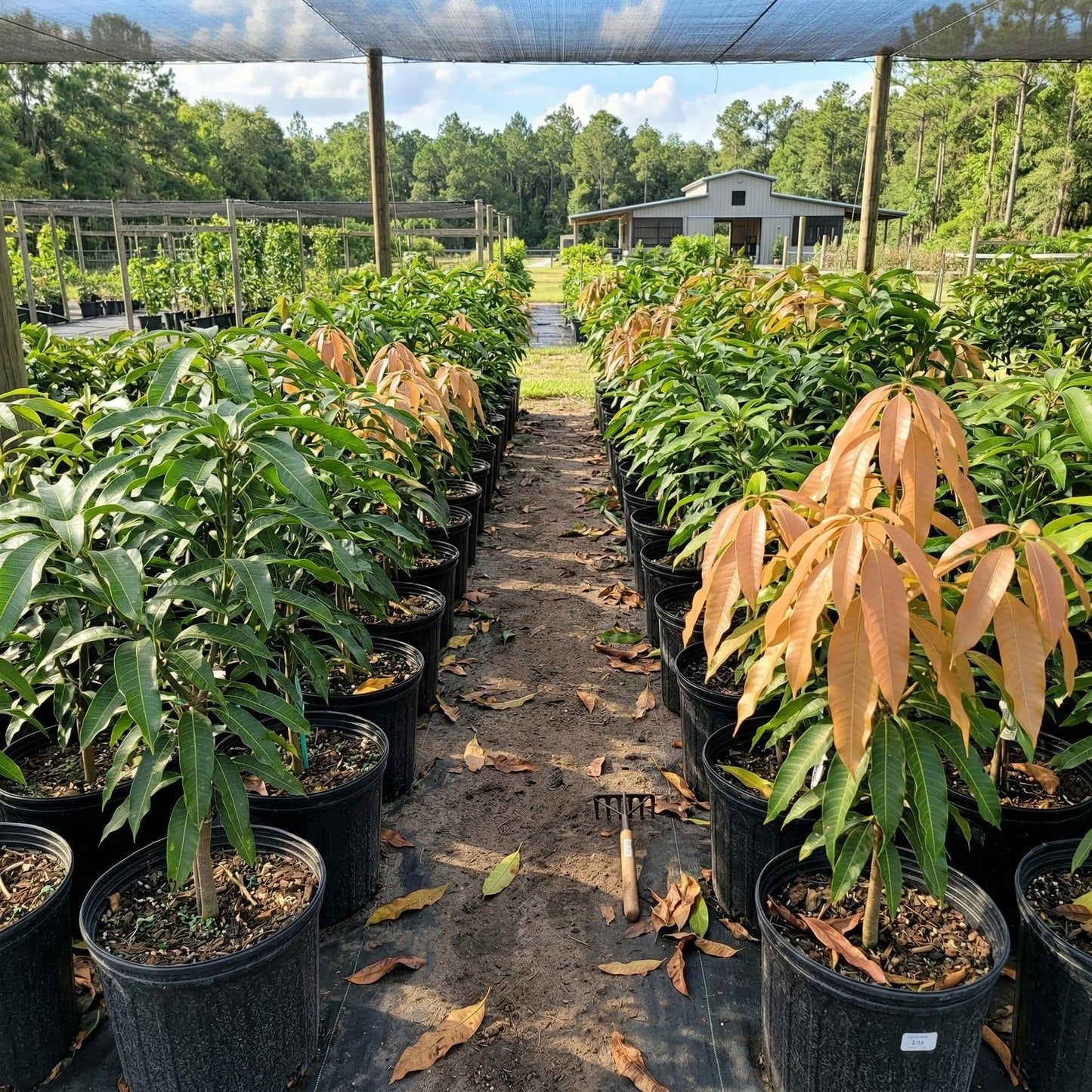 Grafted NAM Doc Mai Mango Tree Live Plant | 2.5–3 Ft Tropical Fruit Tree for Planting | Sweet, Low-Fiber Mango Variety for Home Gardens | No Ship to CA,HI,AK