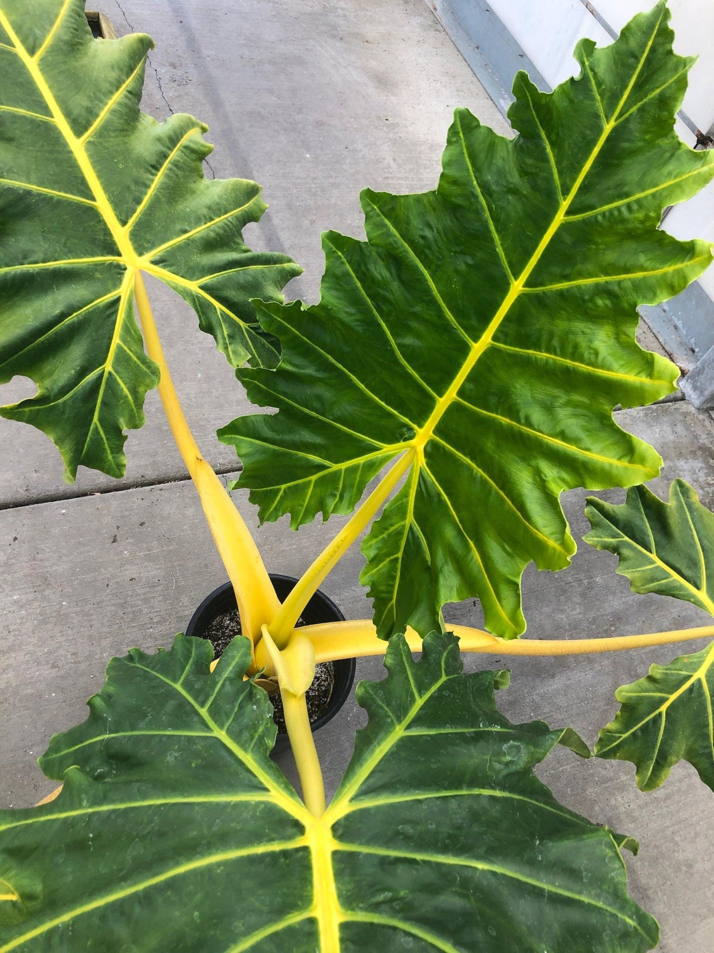 RedCrocus - RedCrocus Alocasia baginda 'Lutea' Elephant Ear Plant - Bright Foliage for Indoors & Gardens - Tropical Accent 14" Pot