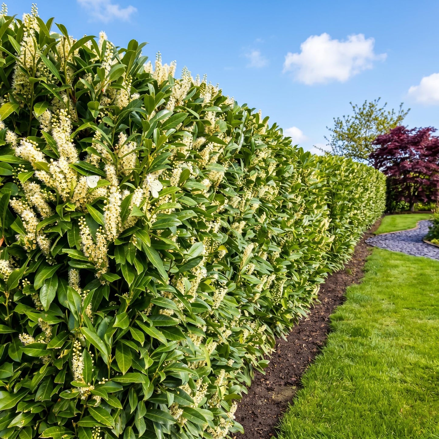 Live Skip Laurel Shrubs Plant, 2.5 Inch Pot Schip Laurel Plant, Easy Care, Hardy, Privacy Shrubs Fast Growing Ready to Plant, Ideal for Garden & Landscape Design