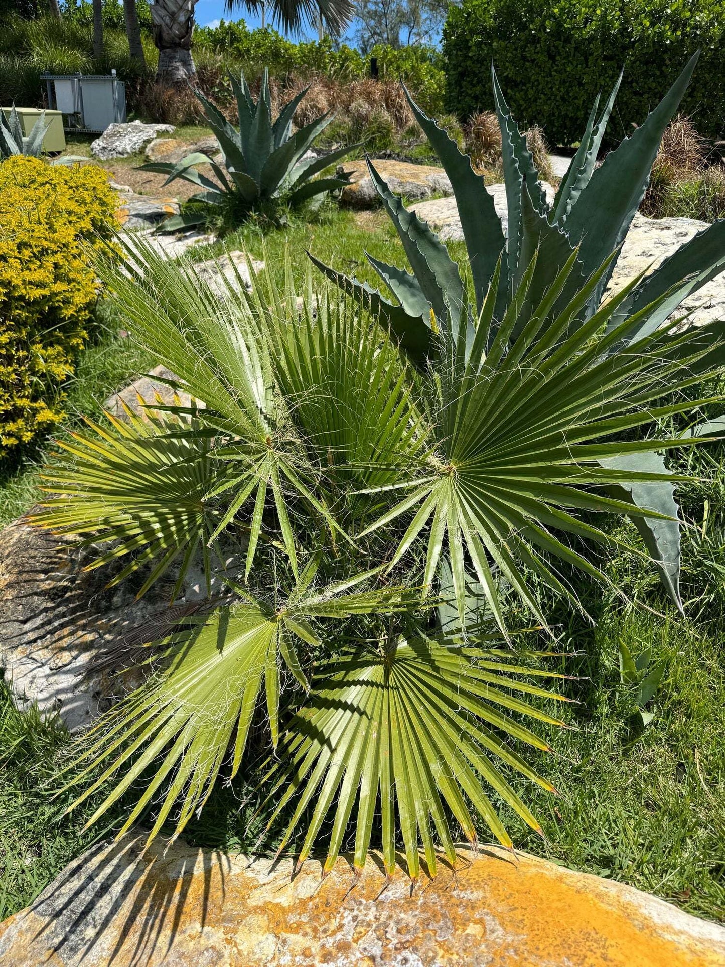 Washington Palm, Mexican Fan Palm Tree - Fast-Growing, Cold Hardy Tropical Live Plant - Drought Tolerant, Low Maintenance - Ideal for Gardens, Patios, and Indoor Spaces (3gal Pot, 3-4ft)