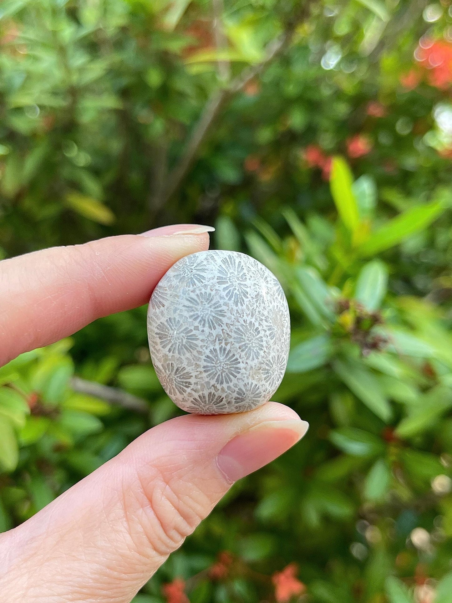 GAF TREASURES 5 Pcs Fossil Coral Tumbled Stones, Polished Natural Fossil Coral Gemstone, Fossil Coral Healing Crystals (Fossil Coral)