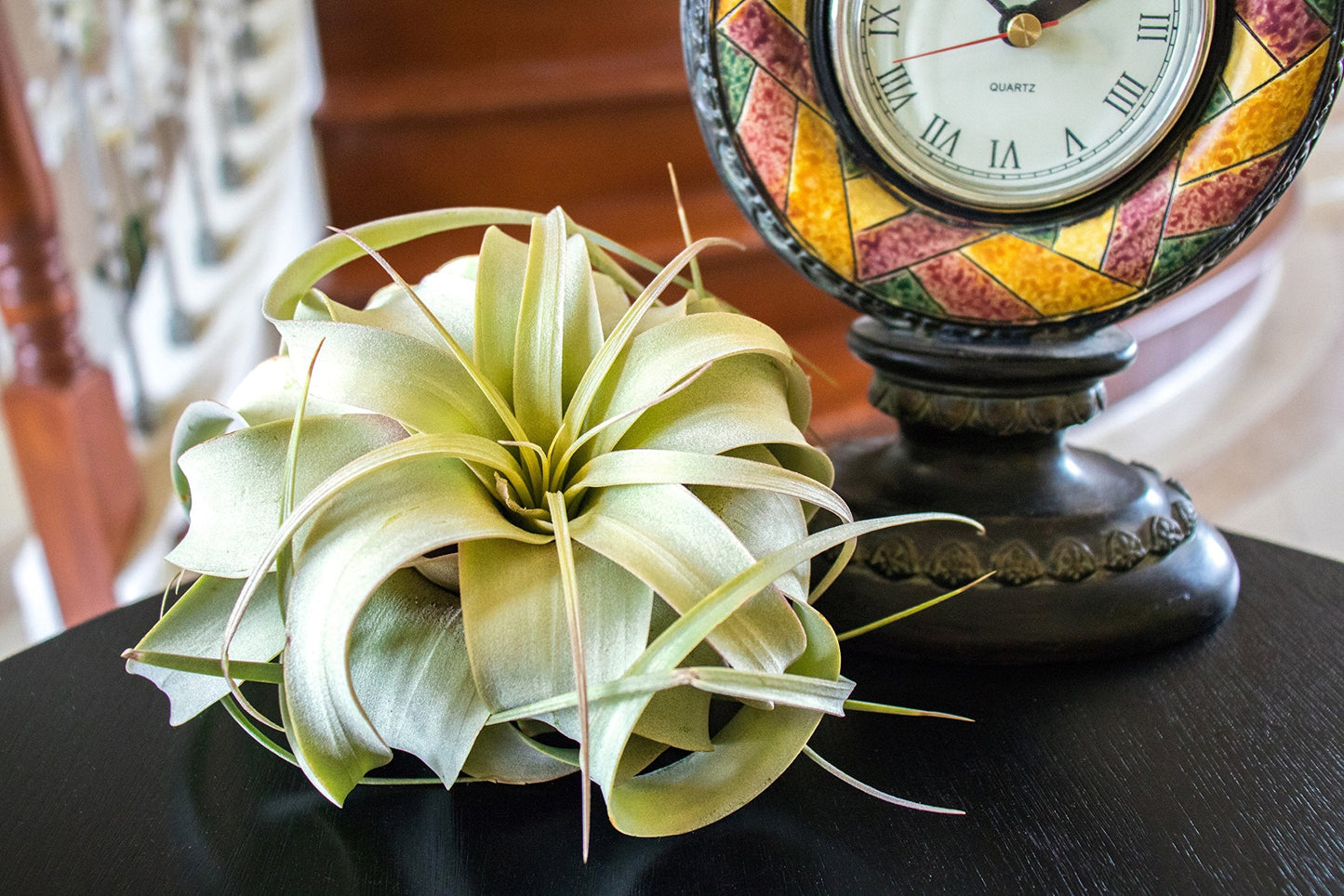 Tillandsia Xerographica Air Plant Set (3 Pack), Tillandsia Air Plants Live Large Indoor Plants Live Houseplants, Exotic Plants for Succulent Terrarium, Succulents Plants Live Plants by Plants for Pets