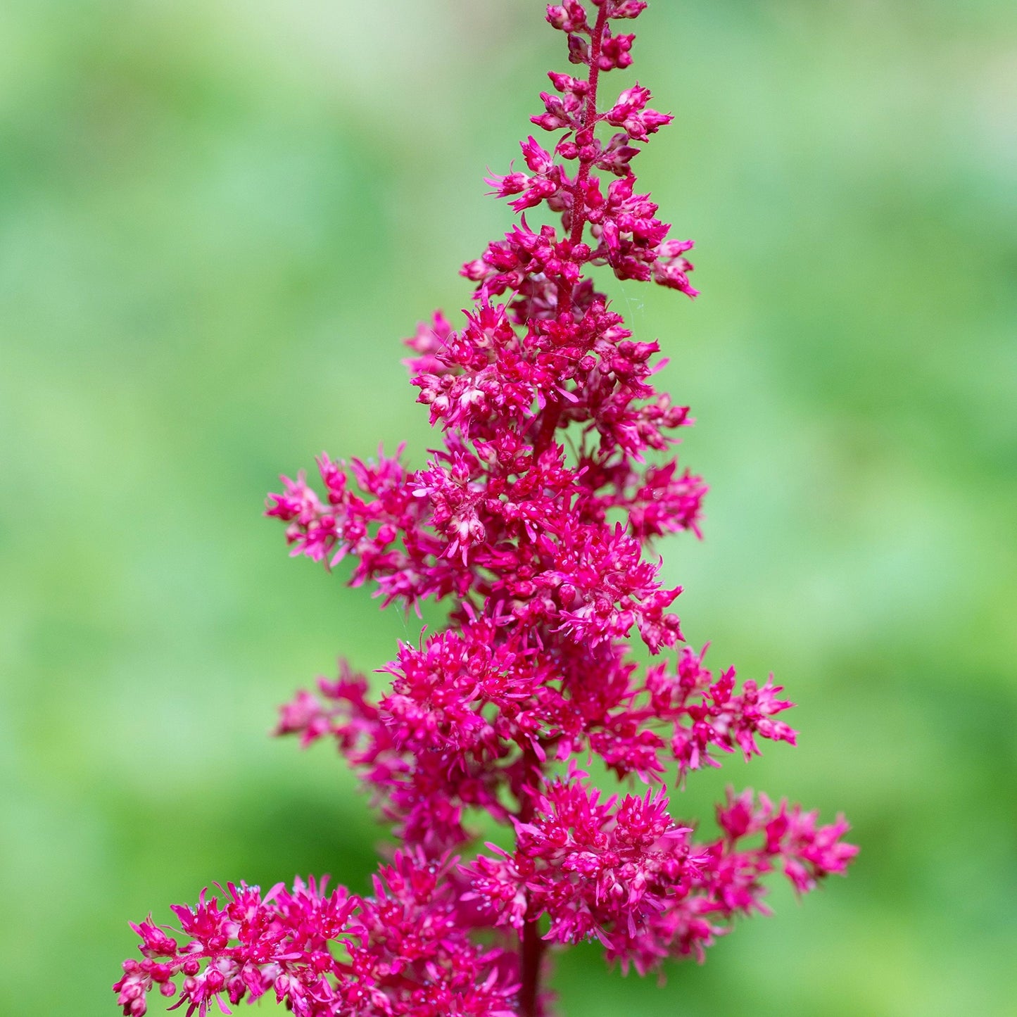 Easy to Grow Astilbe Maggie Daley 1 Plant Bareroot - Summer Rose-Pink Blooms in Shade, Pollinator Friendly Flowers (False Spirea, Goat's Beard)