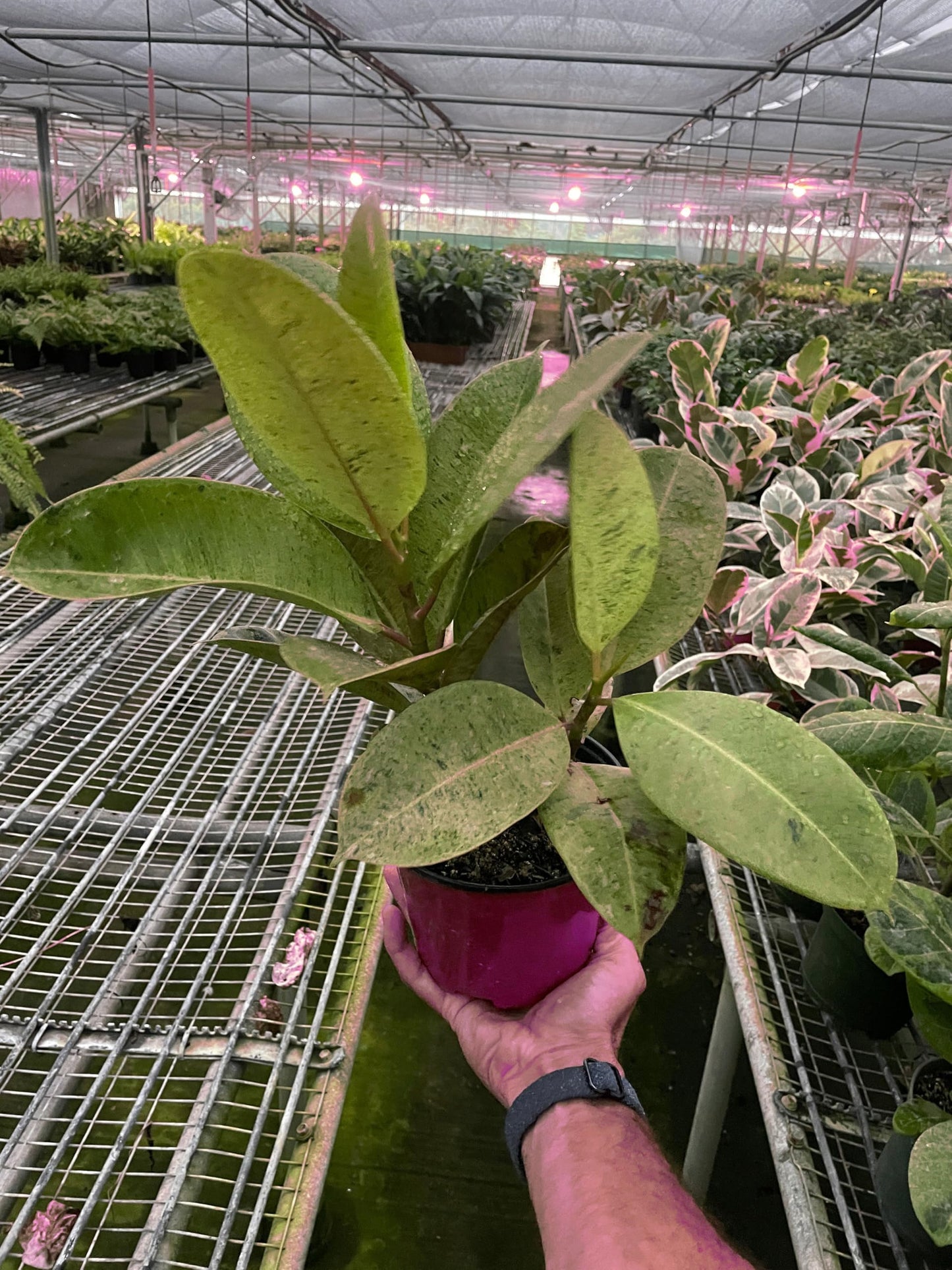 Ficus 'shivereana' Moonshine in 4in Pot - Live Rare Plant - Easy to Grow | Variegated | USA Growers | The Snobby Leaf