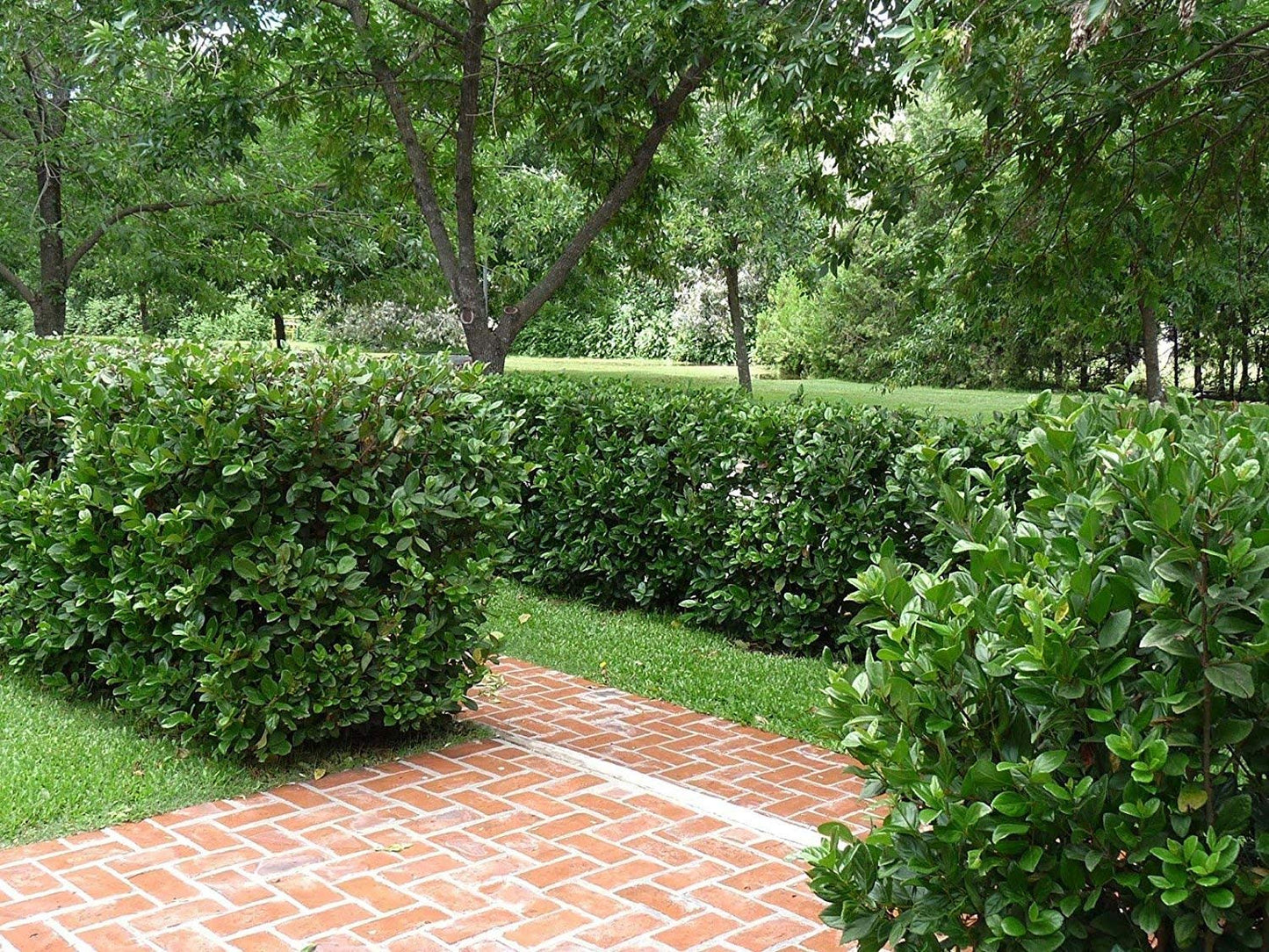 Viburnum Suspensum | 40 Live Plants | Viburnum Suspensum | Evergreen Shrub, Privacy Hedge, Fast-Growing Screen, Dense Foliage, Low Maintenance, Year-Round Interest, Landscape Plant