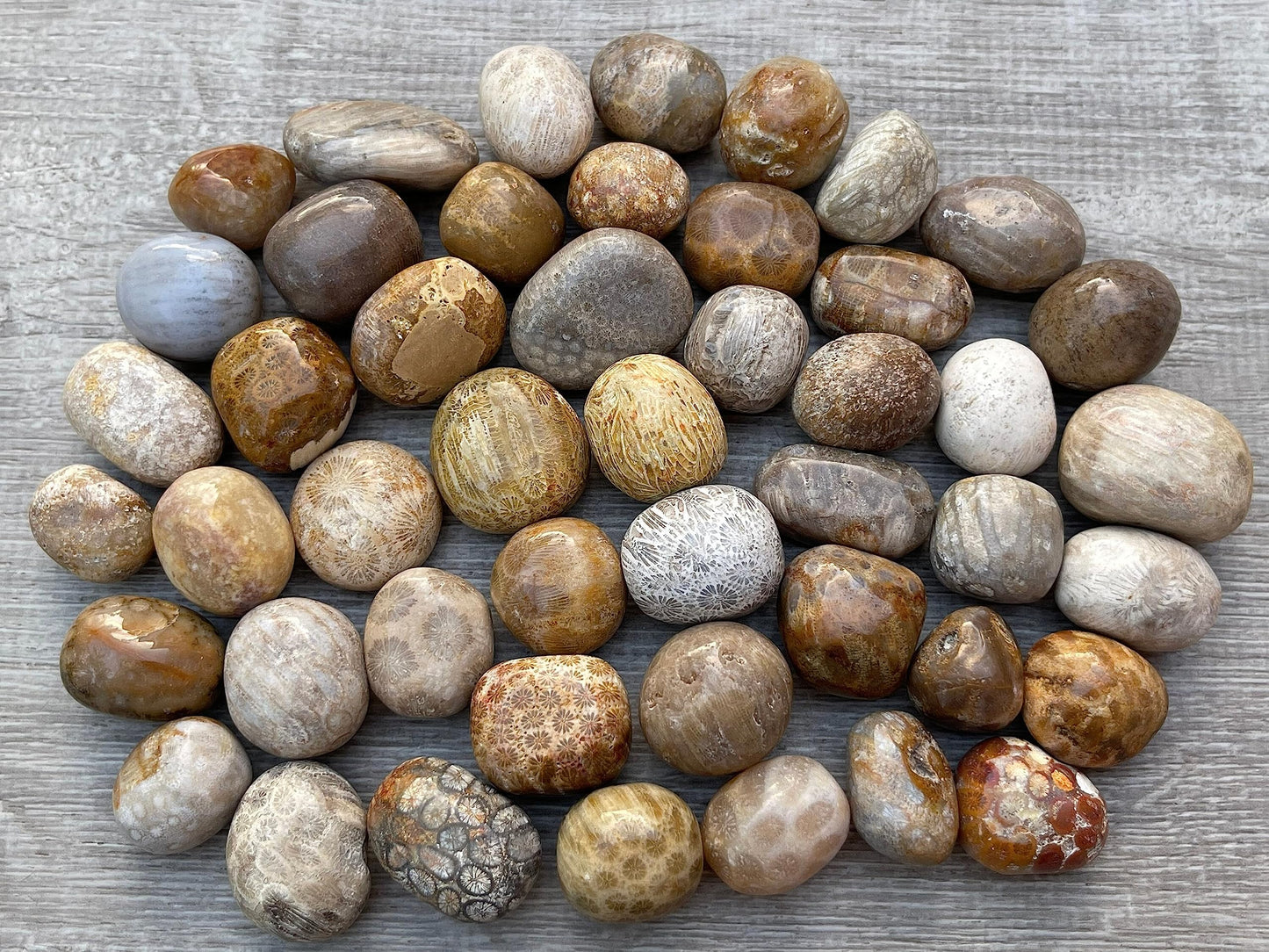 GAF TREASURES 5 Pcs Fossil Coral Tumbled Stones, Polished Natural Fossil Coral Gemstone, Fossil Coral Healing Crystals (Fossil Coral)