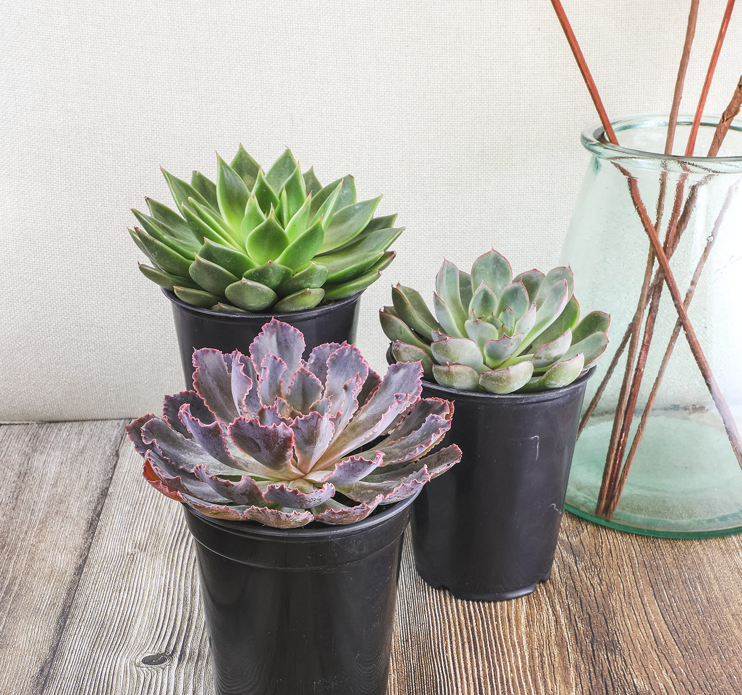 1QT Echeveria Succulents Live Plants 4PK, Live Succulent Party Favors in Succulent Pots, Live Succulents Plants Live House Plants Indoors Live Plants Indoor Plants Live Houseplants, by Plants for Pets
