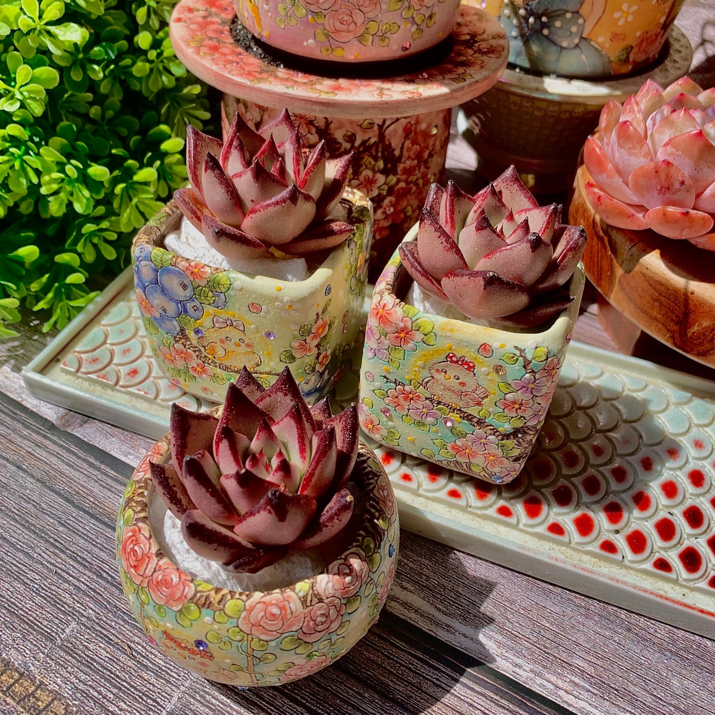 Echeveria agavoides Romeo Succulent Kit - with Plastic Pot, 1 Head 2" Live Plant, Compressed Soil & Guide, for Garden Indoor Office Desk (1, Echeveria agavoides Romeo)