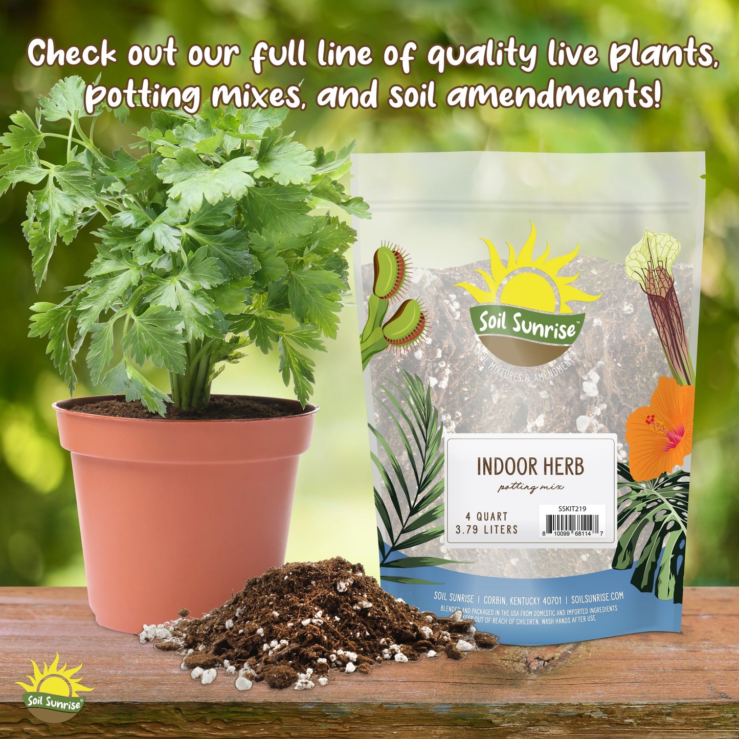 Live Citronella Geranium Plants (4-Pack); Pelargonium Citronella Scented Potted Plants