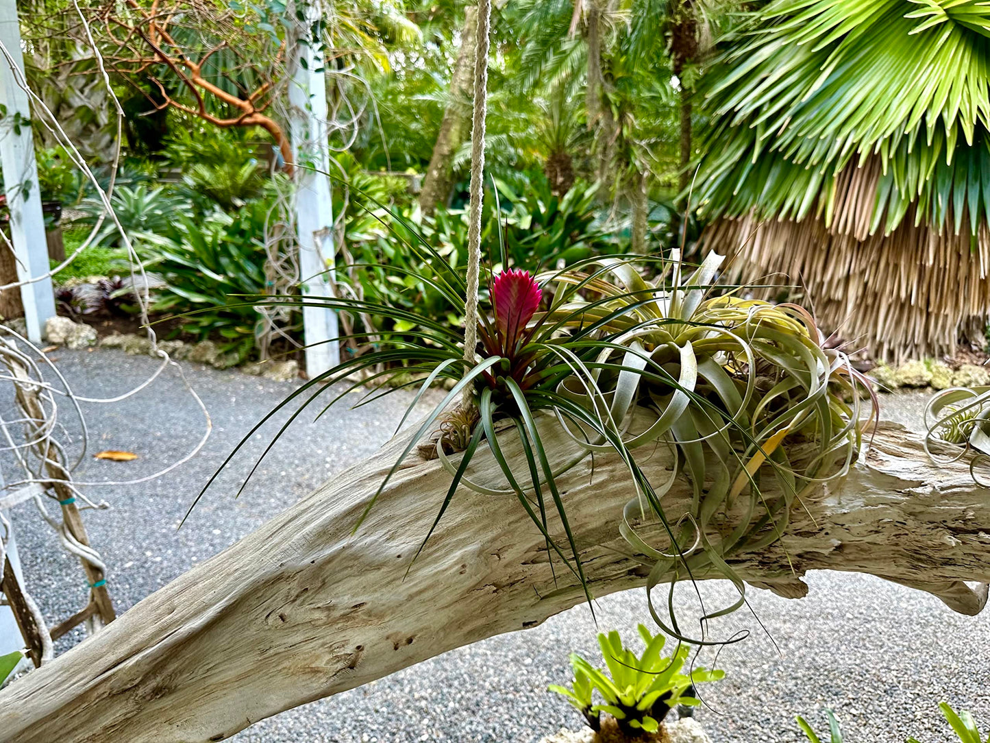 Live Air Plants – Flowering Tillandsia Cyanea, Giant 15-18" in a 4" Growers Pot - 1ct - Live Arrival Guaranteed - House Plants for Home Decor & Gift
