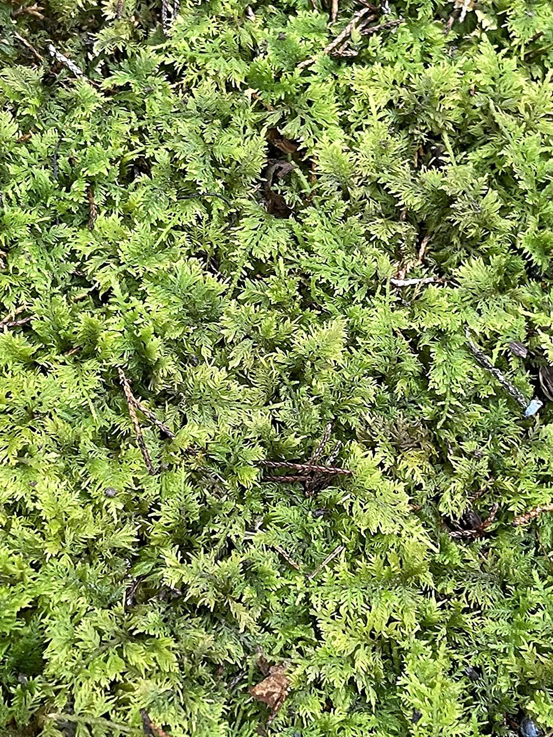 Living Mixed Moss Perfect for terrariums, Bonsai and kokedamas 9"x12" Sheet