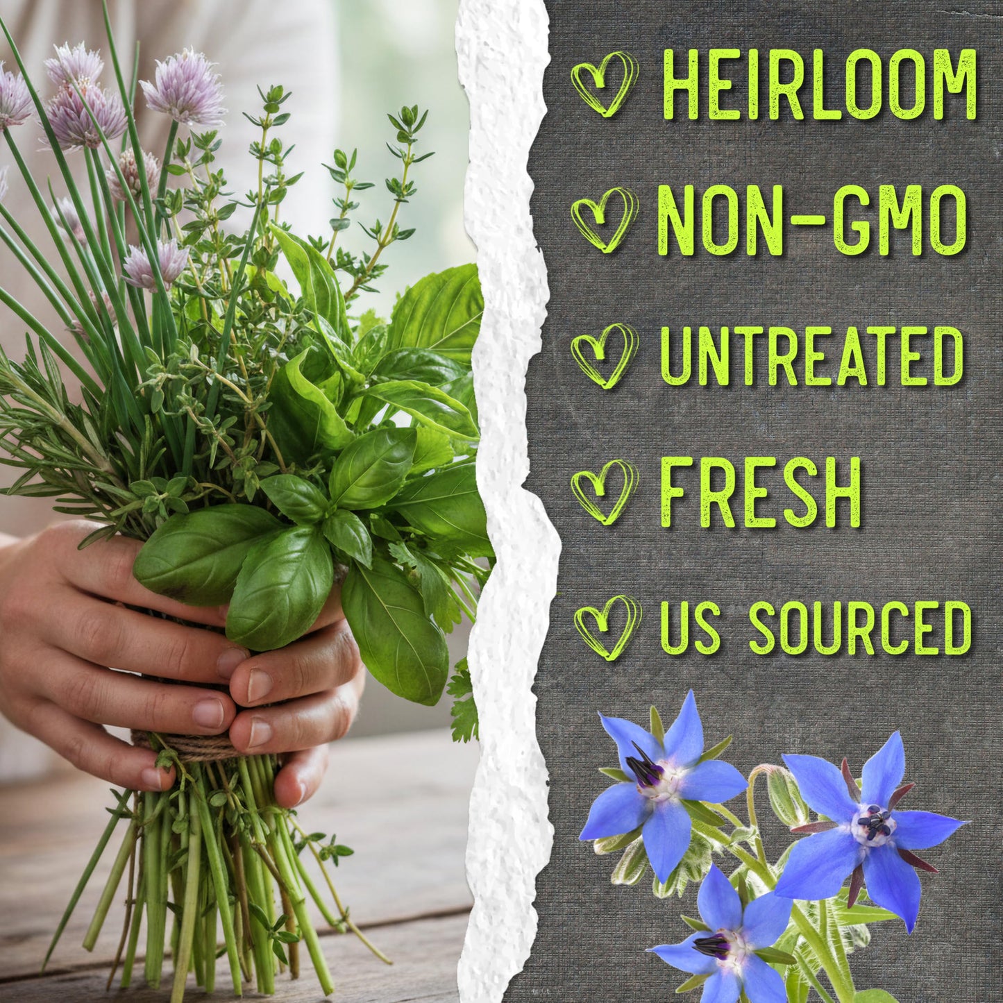 Seed Needs Herb Seeds Variety Pack Culinary Herb Collection (12 Individual Packets for Planting Indoors or Outdoors) Grow Your Own Herb Garden - Heirloom, Non-GMO