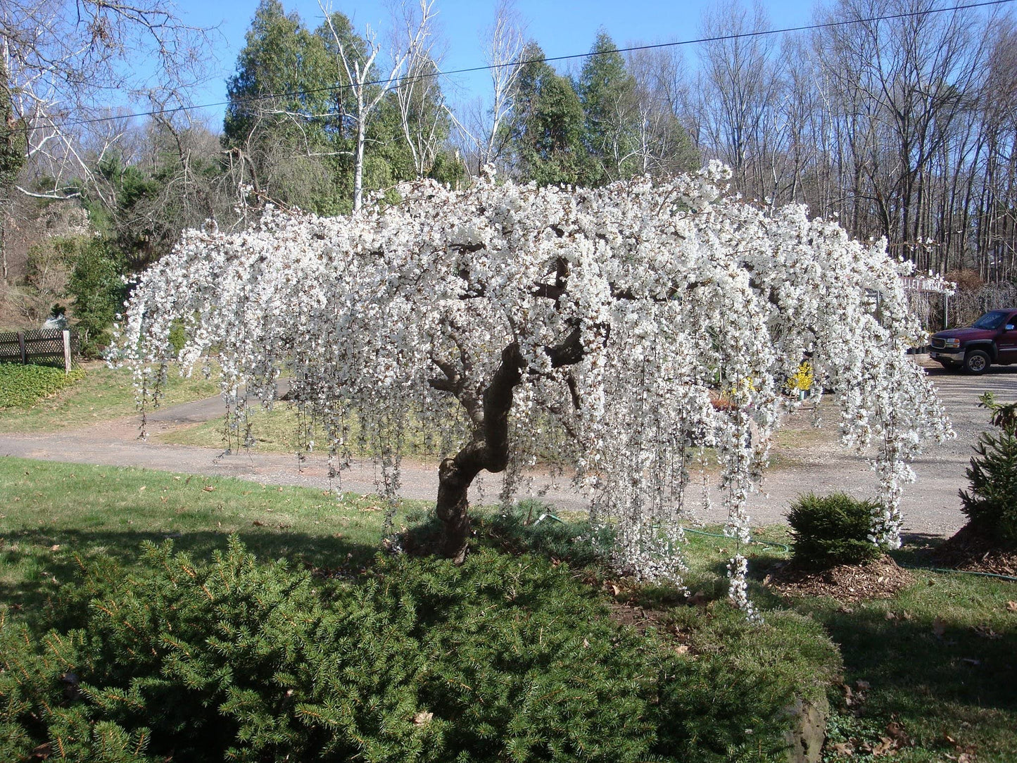 Weeping Cherry Blossom Tree Plant, 8 to 12 Inch Tall Dwarf Weeping Cherry Blossom Tree Plant, Live Cherry Blossom Plant in Pot, White Cherry Flower Plant