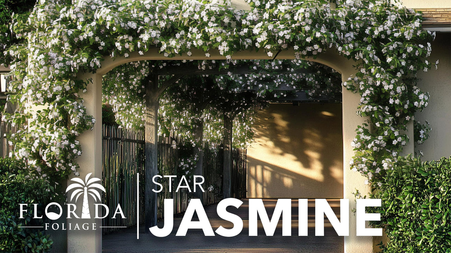 Star Confederate Jasmine | 1 Live 4 Inch Plant | Trachelospermum jasminoides | Flowering Vine Plants | Evergreen Ground Cover for Landscaping