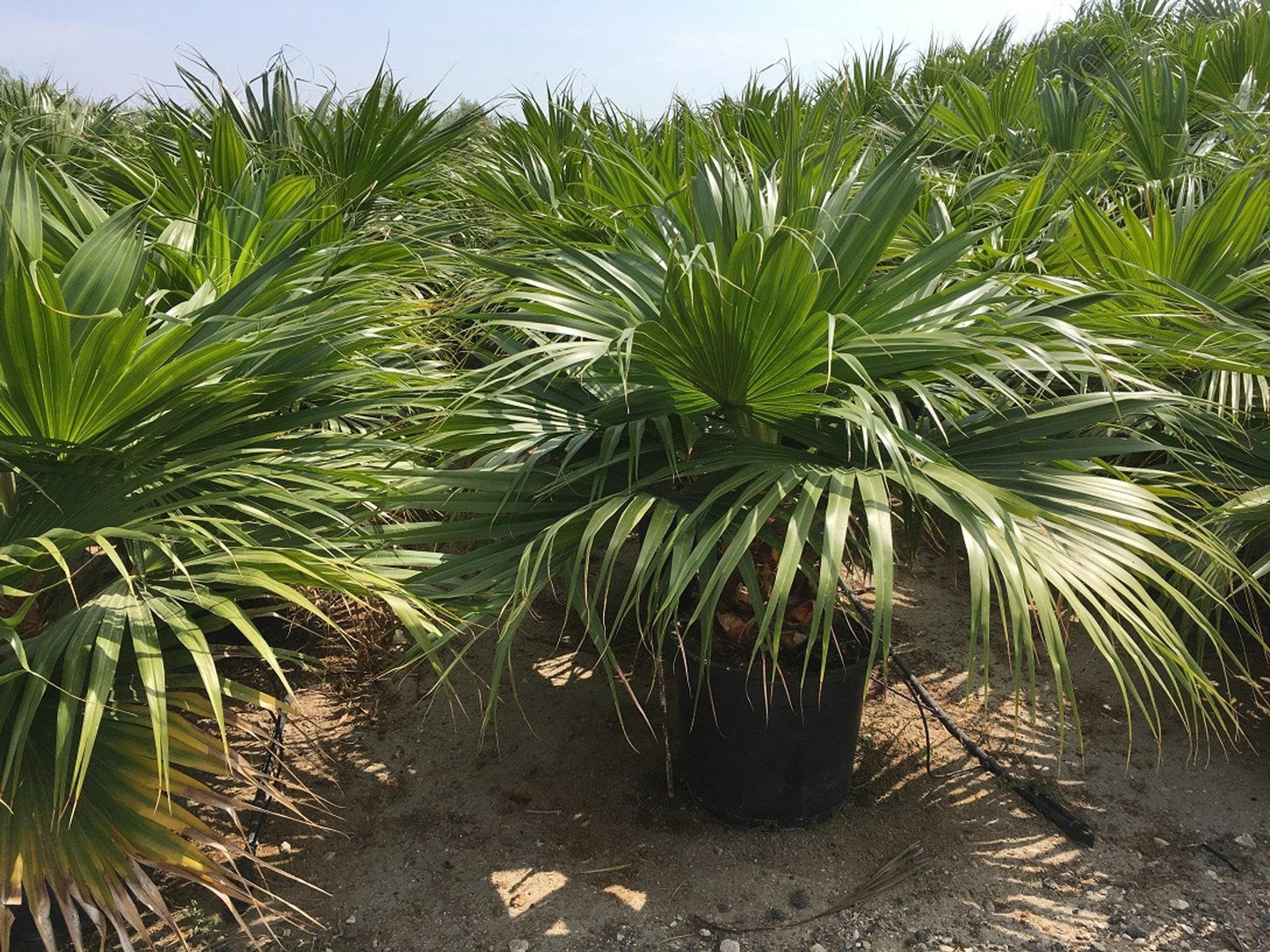 RedCrocus - Chinese Fan Palm–Livistona chinensis–Tropical Indoor Plant 15 Gallon