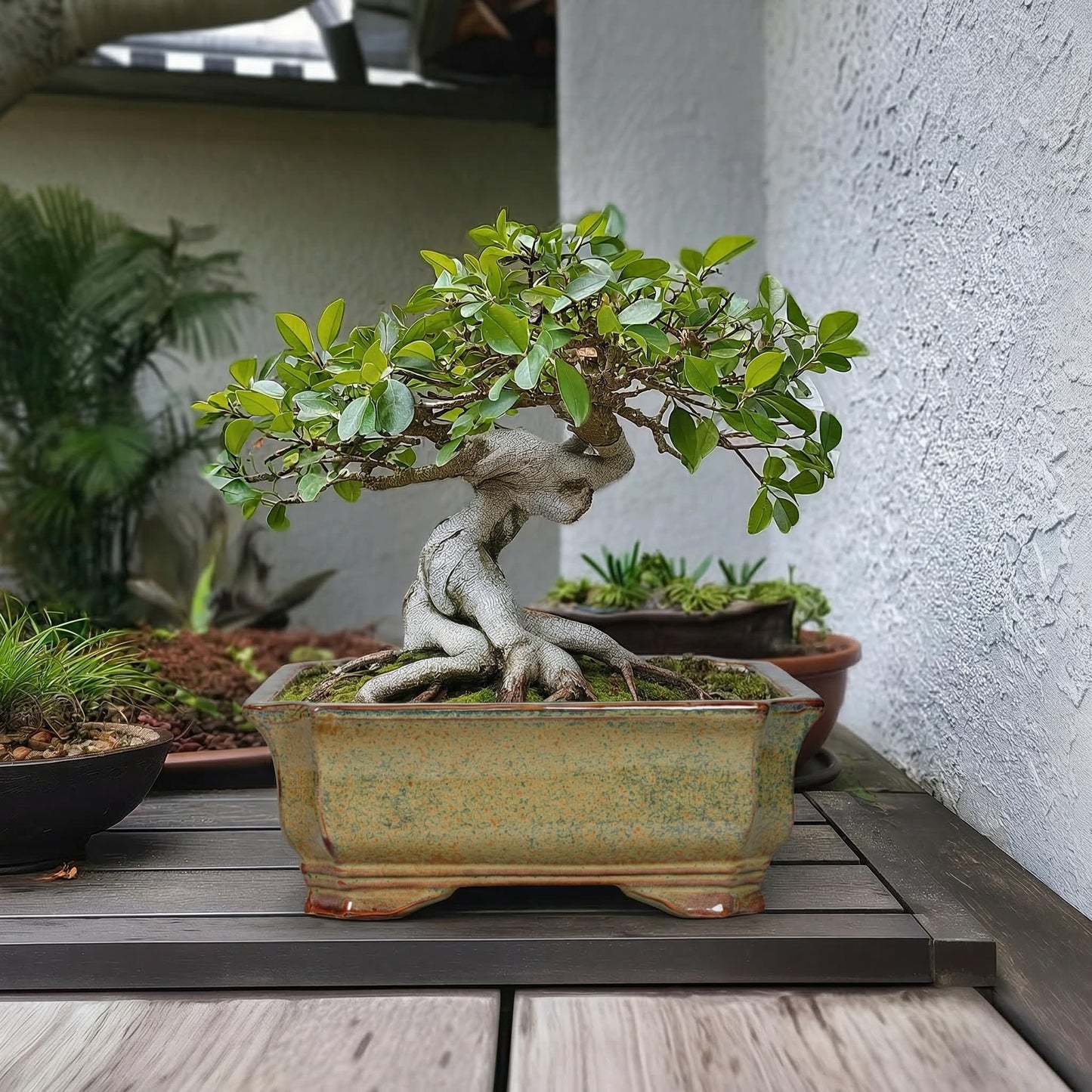 Teagas Bonsai Pots 13.7 Inch - Ceramic Bonsai Tree Pots with Drainage Hole, Succulent Planters for Indoor Outdoor Plants, Decorative Planter, House Decor, Gardening Gifts, Rectangular Yellowish Brown