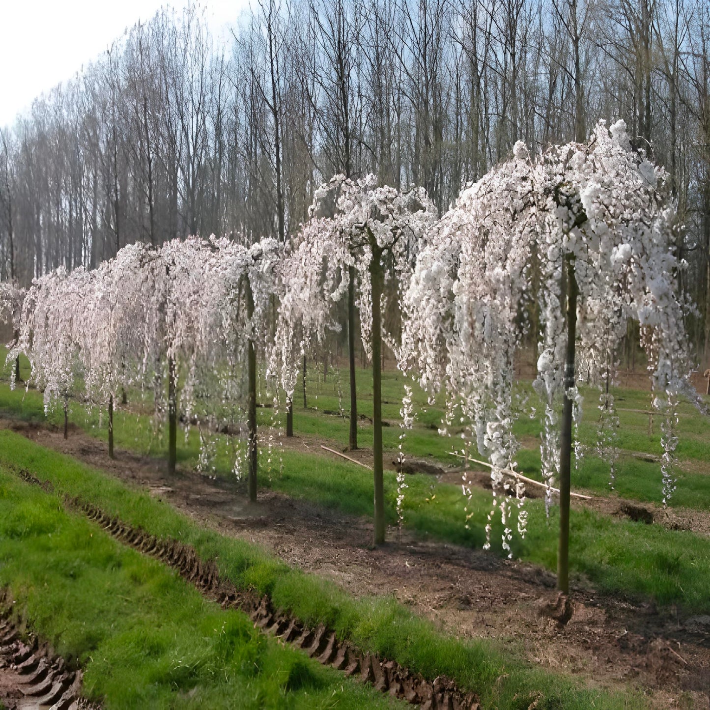 Weeping Yoshino Cherry Tree Live Plant – Flowering Ornamental Tree with Graceful Weeping Branches, Beautiful Cherry Blossom Tree for Garden & Landscape (3 Gallon/Bareroot/Set of 2 Plants)