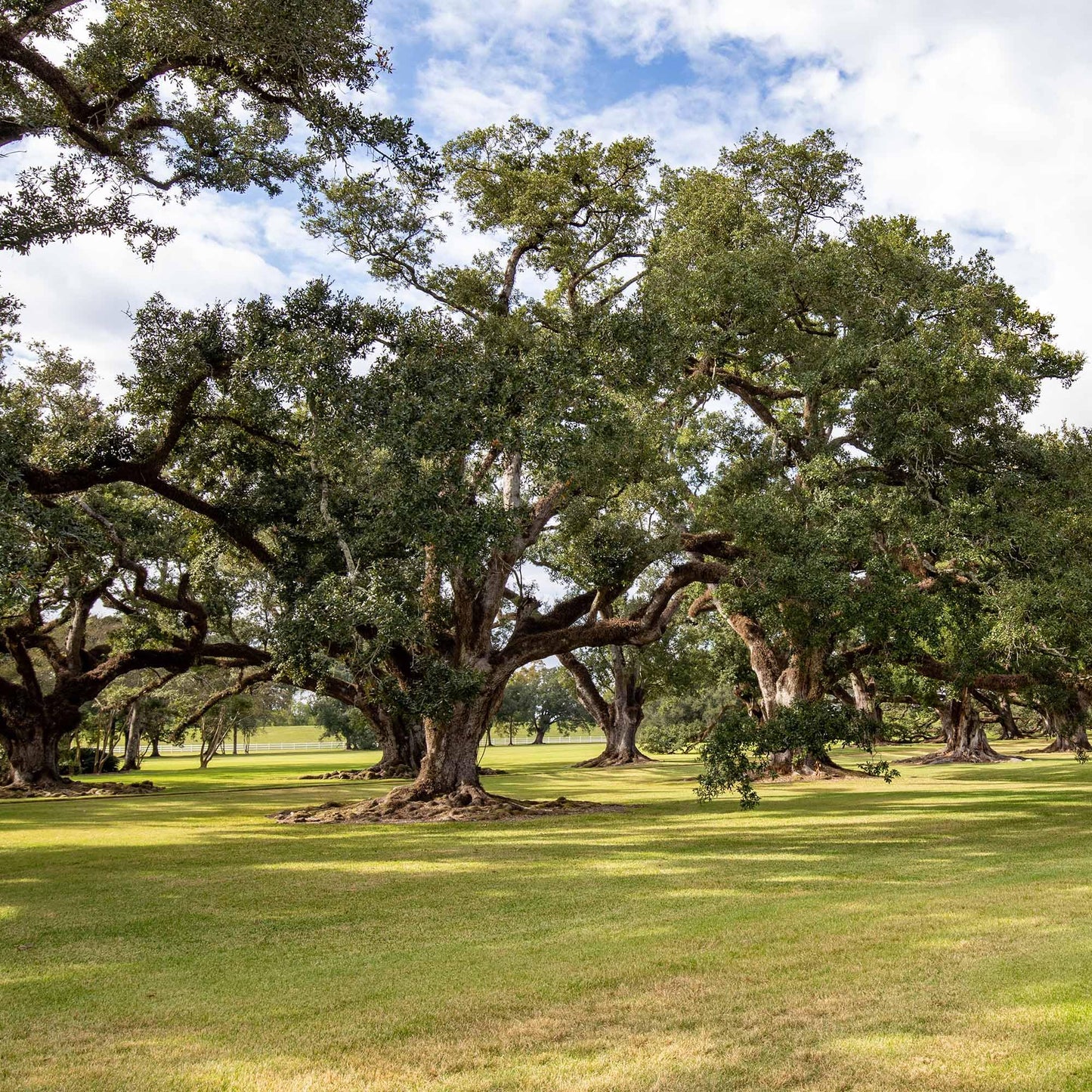 Perfect Plants Southern Live Oak in 1 Gallon Pot | Live Tree for Outdoor Planting | Fast Growing Shade Tree | Majestic Towering Landscape Oak | Green Leaf Canopy | Zones 7-10