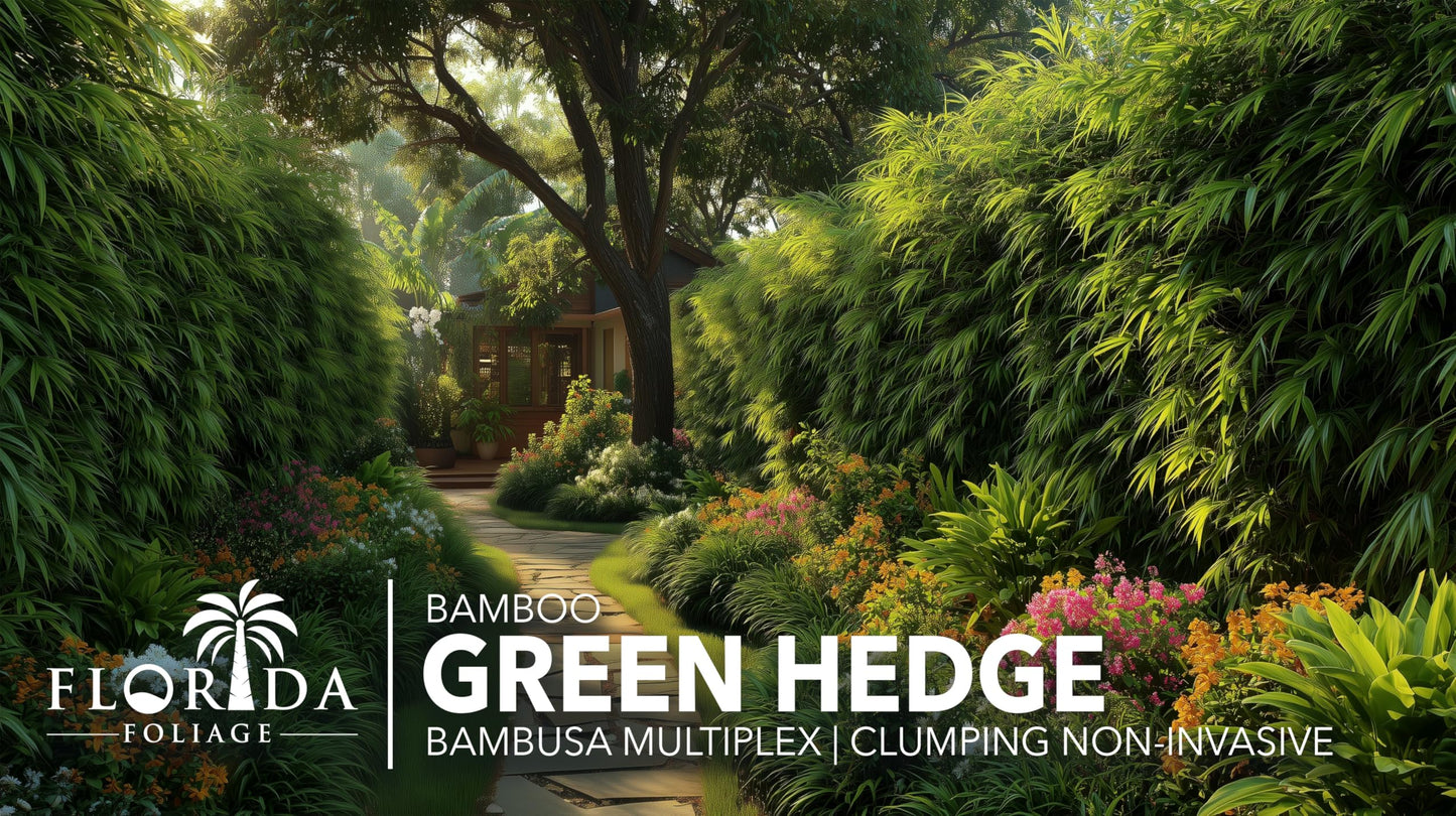 Green Hedge Bamboo | 2 Extra Large Trade 3 Gallon Plants | Bambusa multiplex | Fast Growing Privacy Screen | Clumping Bamboo for Landscapes Gardens Walkways Accent Foundation Beds Decorative Garden