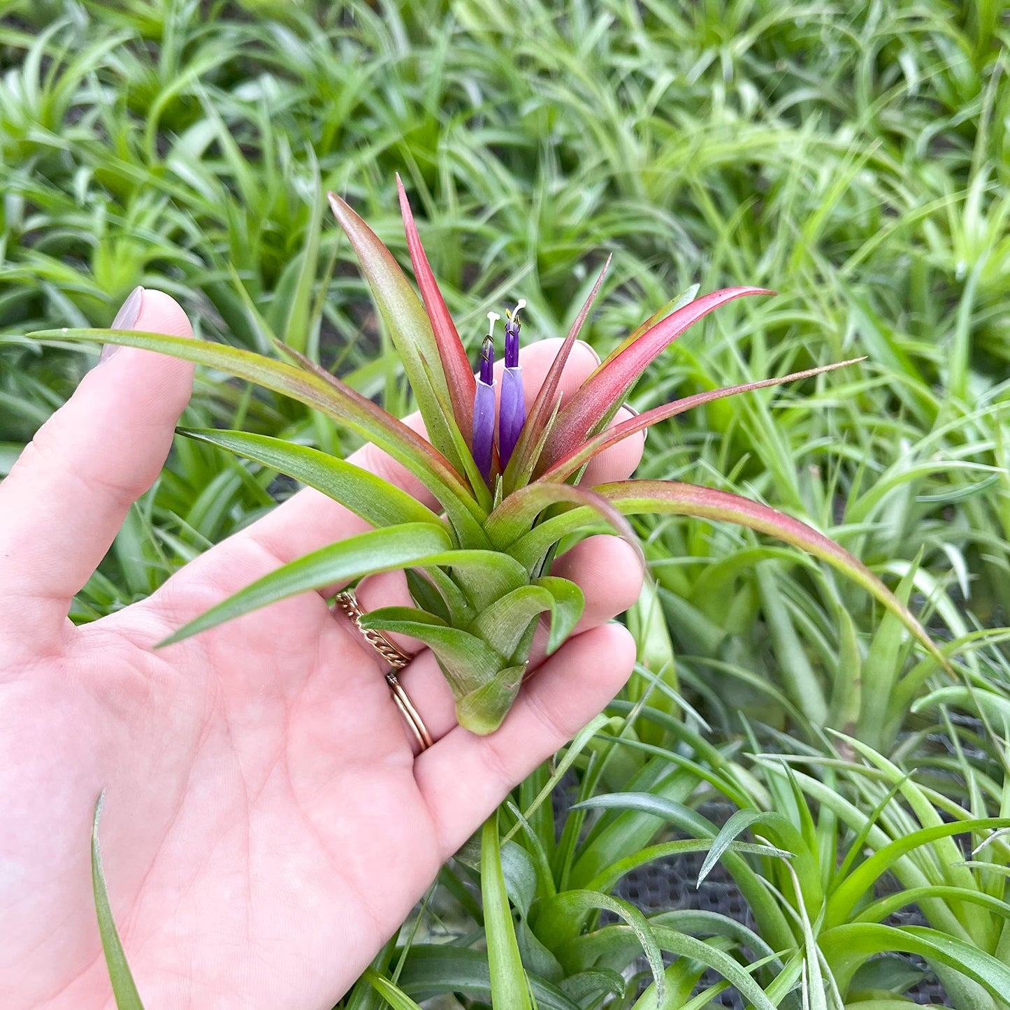 10 Pack Air Plant Green Abdita Brachycaulos Tillandsia - Available in Wholesale and Bulk - Live Succulent House Plants – Home and Garden Decor - Easy Care Indoor/Outdoor Air Plants