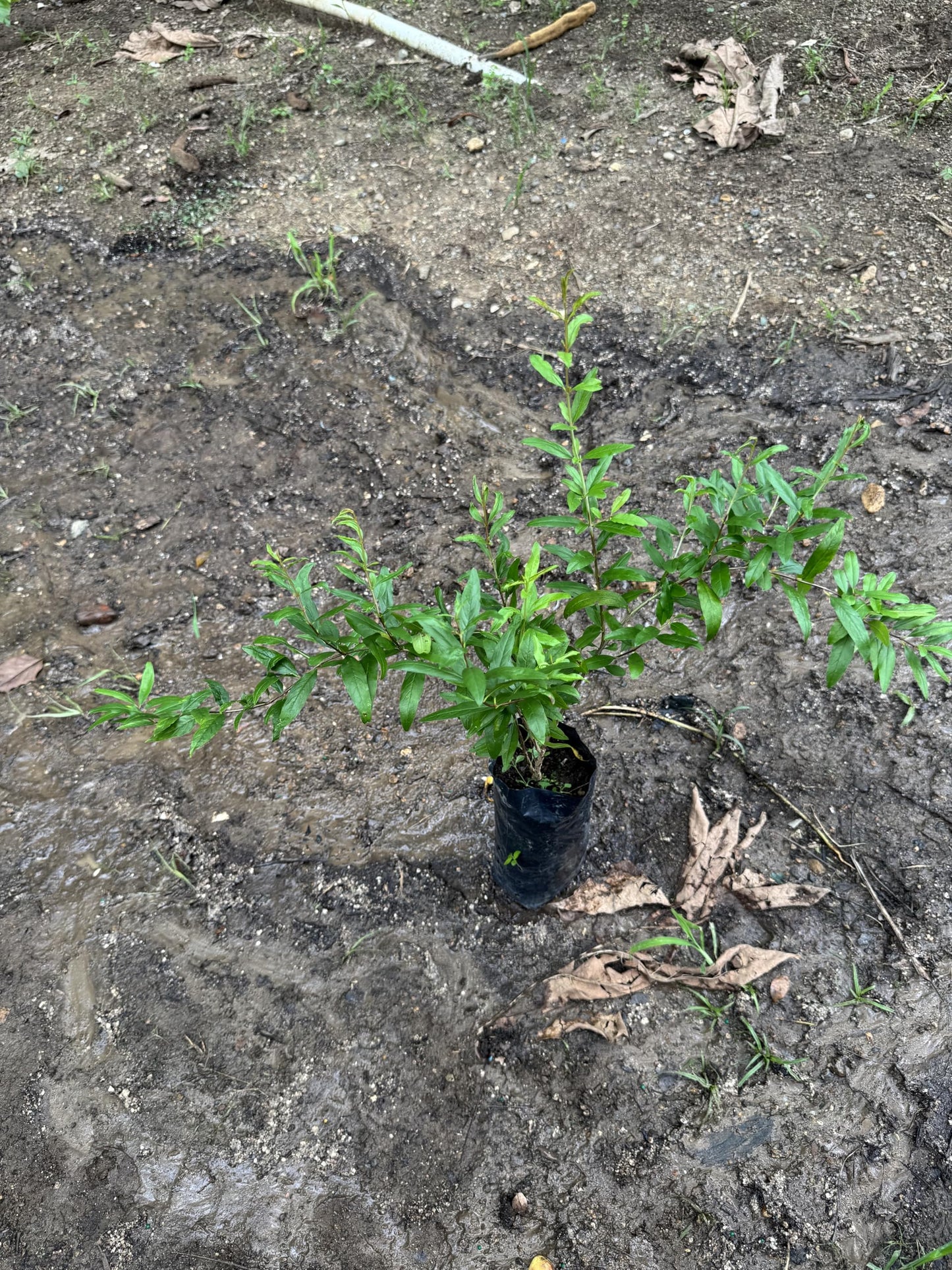Black Pomegranate (Punica granatum/Live Fruit Tree 10inch-18inch