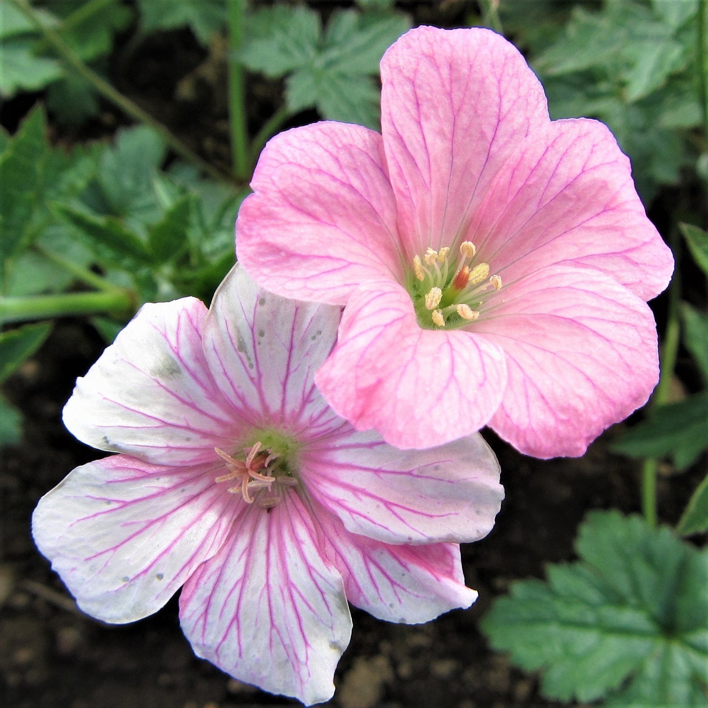 Easy to Grow Geranium Wargrave Pink 3 Roots (Cranesbill) - Pink Flowers Bloom Summer to Fall in Sun, Cold Hardy Perennial
