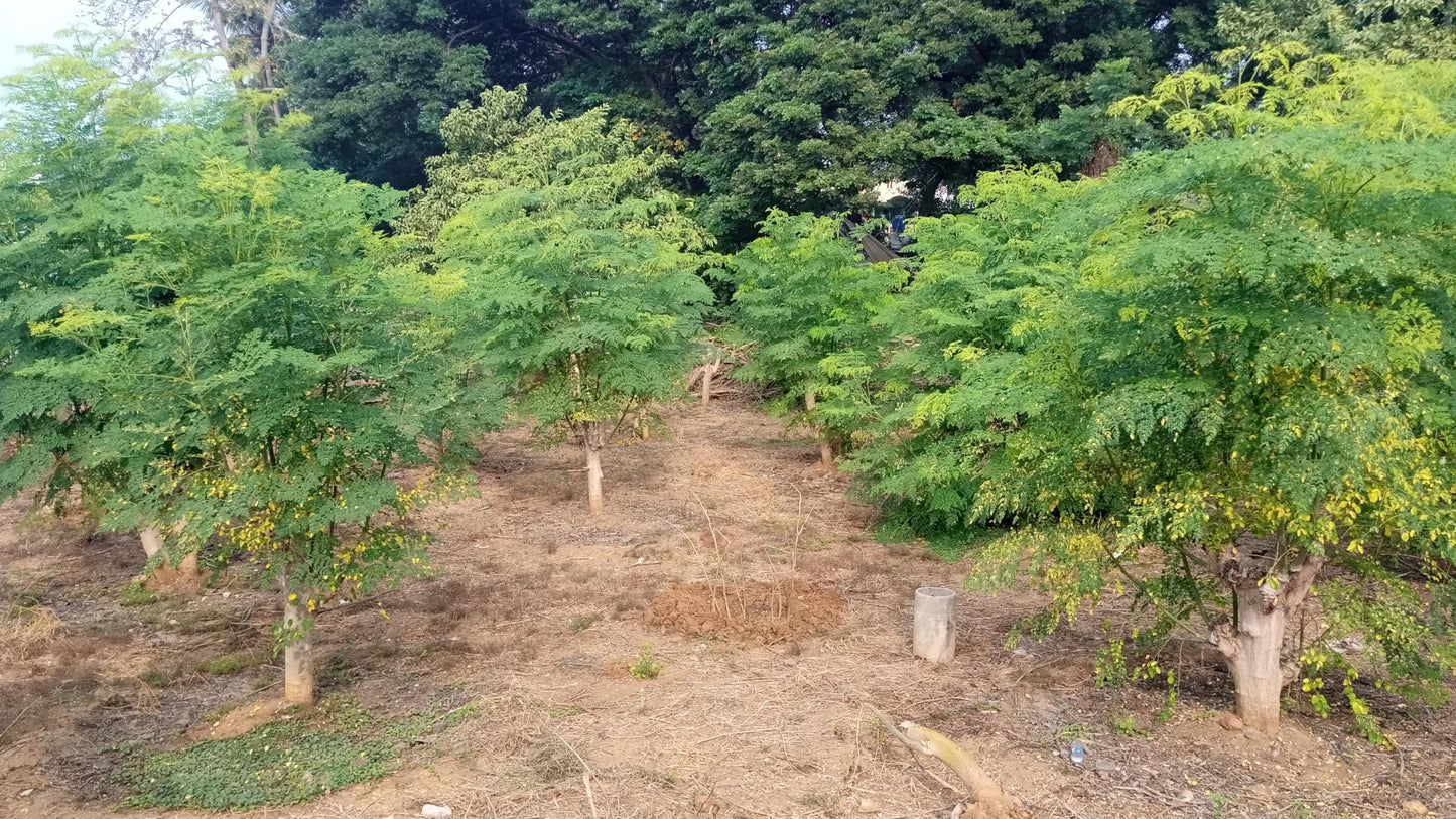 Moringa Plants 2 Live Moringa Trees with Moringa Seeds, Drumstick Tree, Miracle Tree, Moringa Seedling, Live Plant