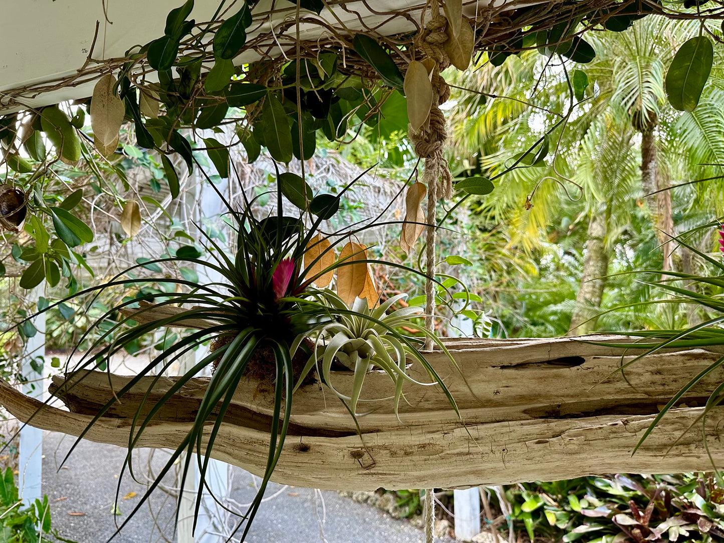 Live Air Plants – Flowering Tillandsia Cyanea, Giant 15-18" in a 4" Growers Pot - 1ct - Live Arrival Guaranteed - House Plants for Home Decor & Gift