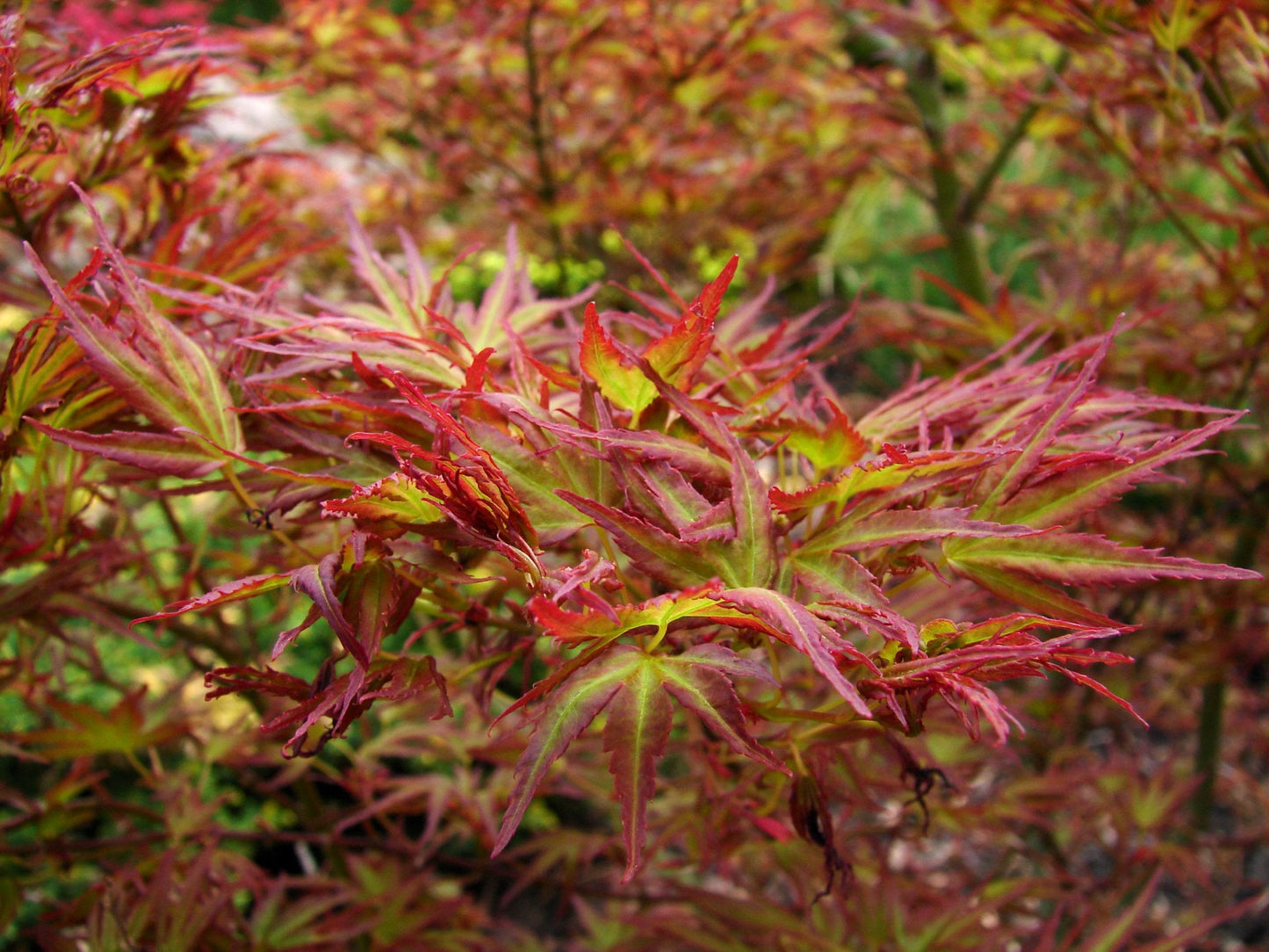 Dwarf Kamagata Japanese Maple Live Plant