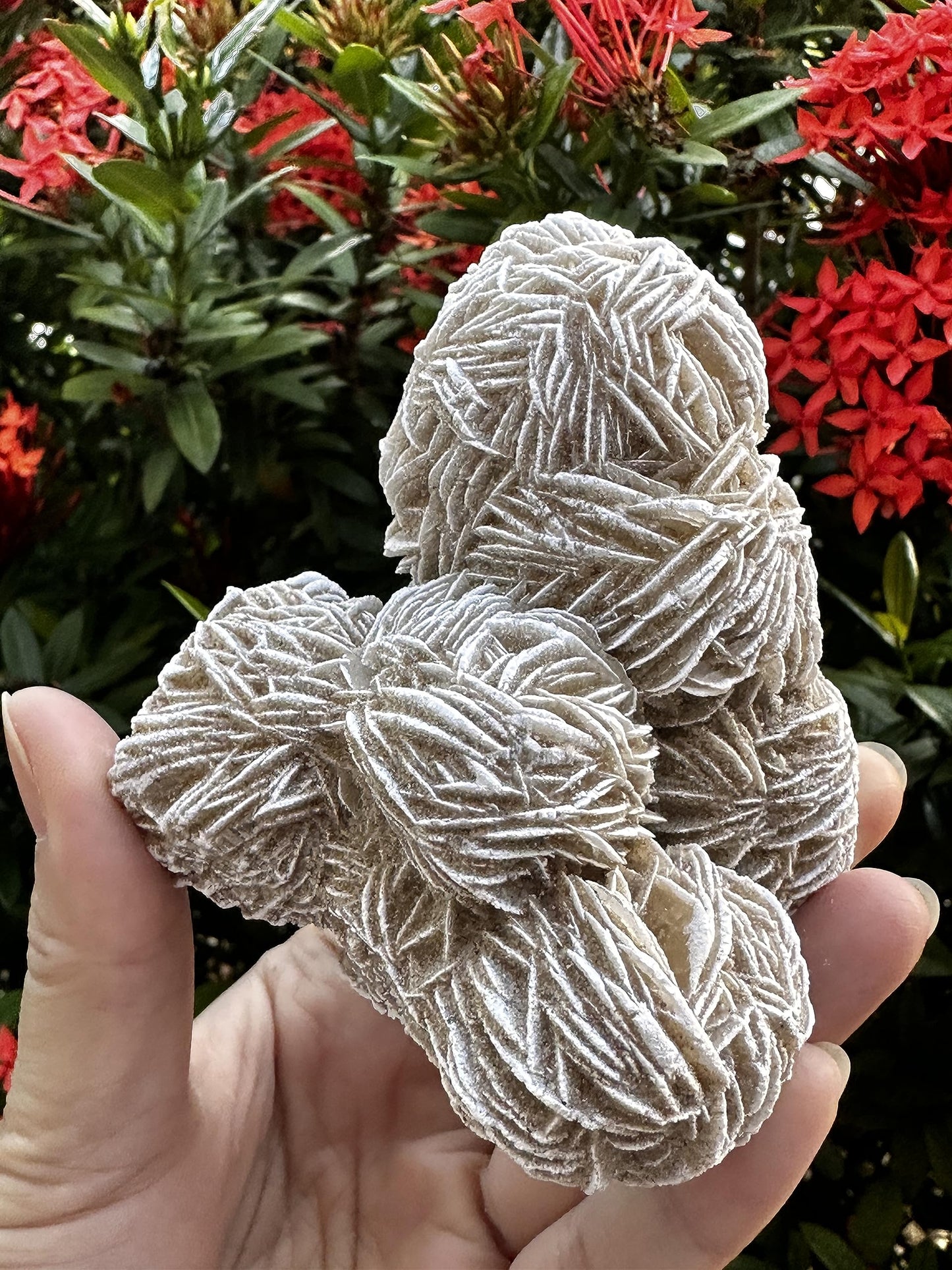 GAF TREASURES XL Raw Desert Rose, 3-4" Natural Rough Desert Rose, Desert Rose Rough, Desert Rose Healing Rough Crystal (Desert Rose, 0.5-1 lb)