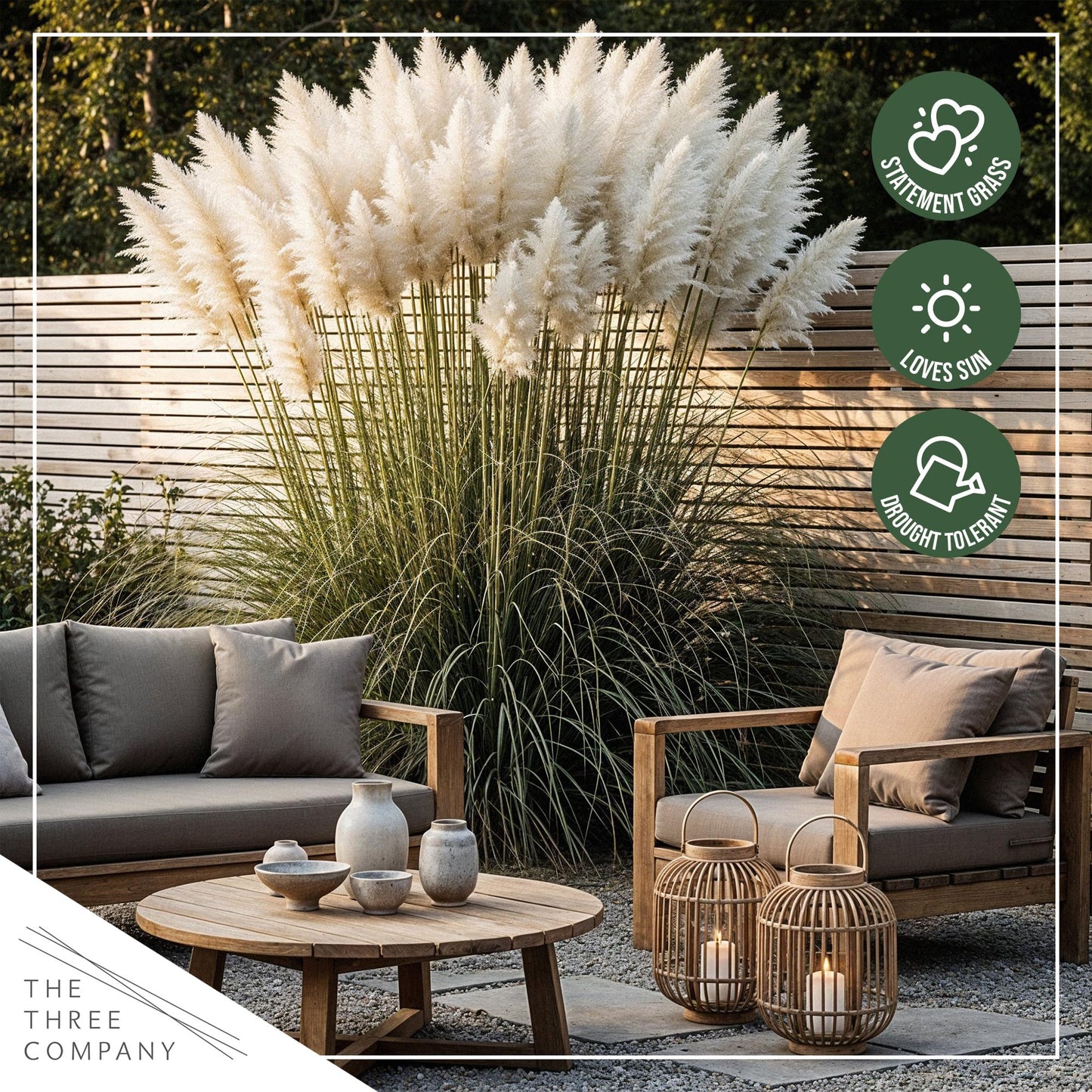 Live Ornamental Pampas Grass (Cortaderia selloana) - White (2 Pack) - Perennial Accent Plant - 10" Tall by 5" Wide in 1.5 Qt Pot