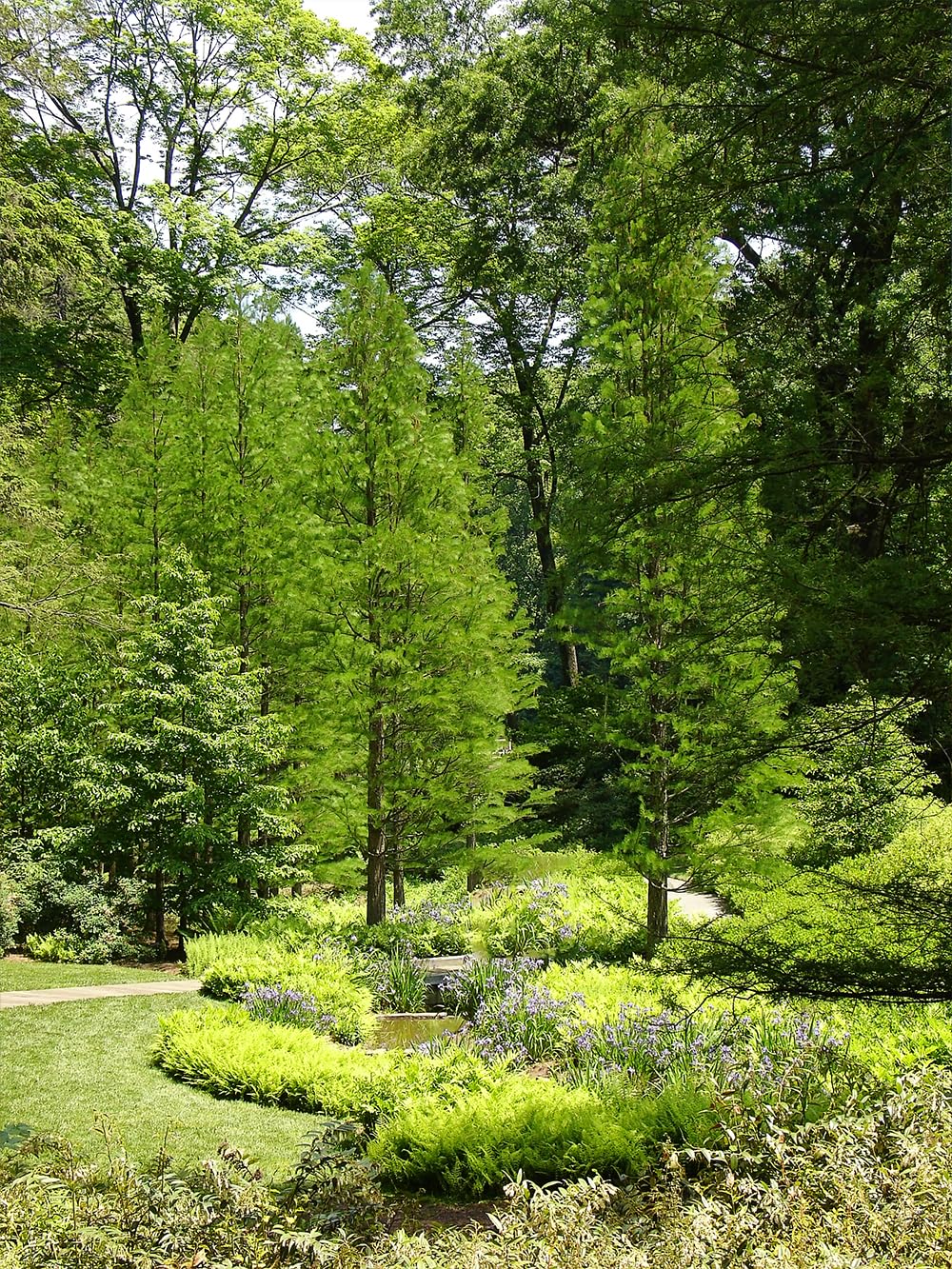 Bald Cypress Tree, Deciduous Conifer, Flood Tolerant, Cold Tolerant, 2-3 ft Tree Height, 1 gal Nursery Pot (Due to Agricultural Laws, we Cannot Ship to CA, AZ, AK, or HI)