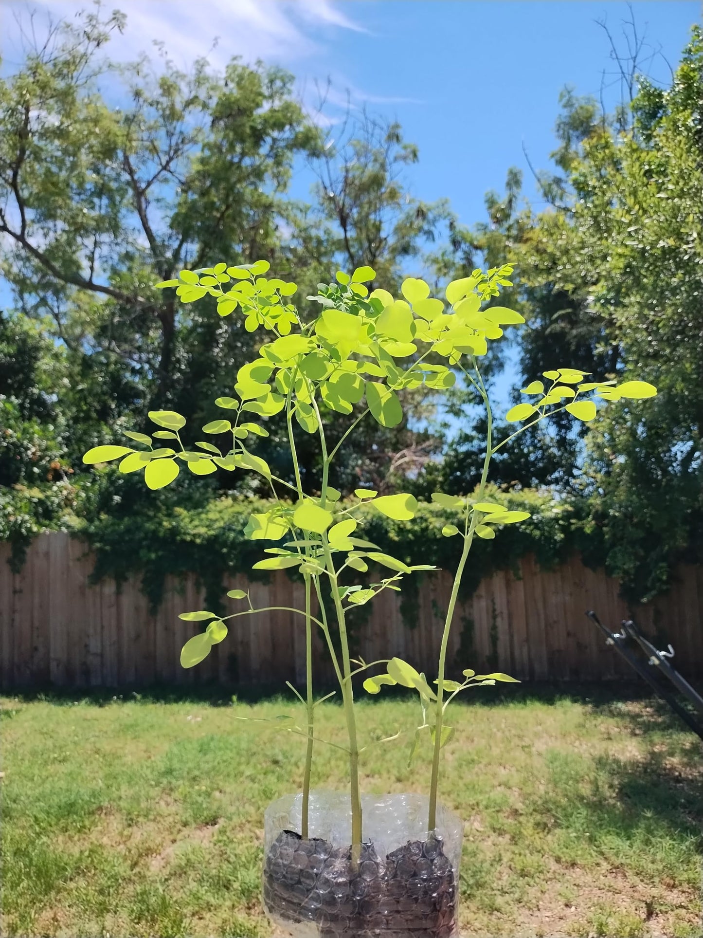 Moringa Tree Live 1 Moringa Plant with Free Moringa Seeds. Drumstick Tree - Miracle Tree - Malunggay - Easy to Grow - Herb - Vegetable - Nutrient-Dense