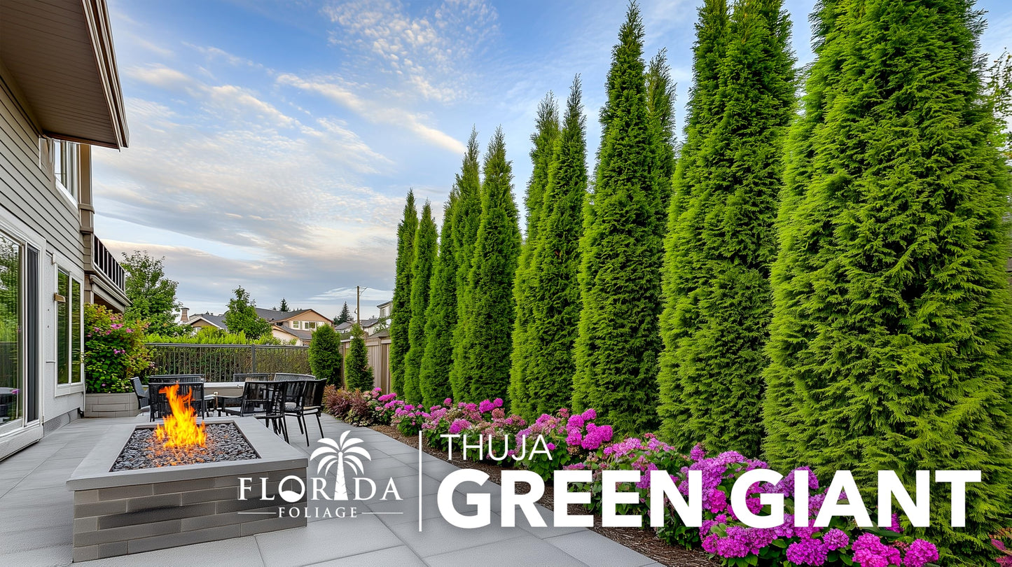 Thuja Green Giant Arborvitae - 3 Live Trees 2" Pot Size - Evergreen Privacy Plants