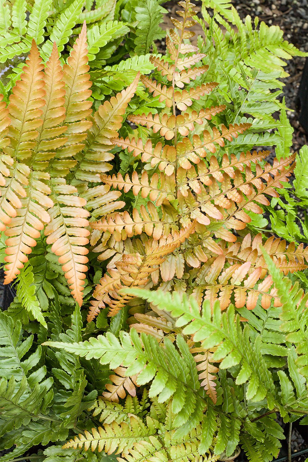 American Plant Exchange Live Autumn Fern – 6-Inch Pot – Hardy Shade-Loving Fern with Copper-Toned New Growth, Easy Care Plant for Outdoor Gardens, Patios, Containers & Woodland Landscapes