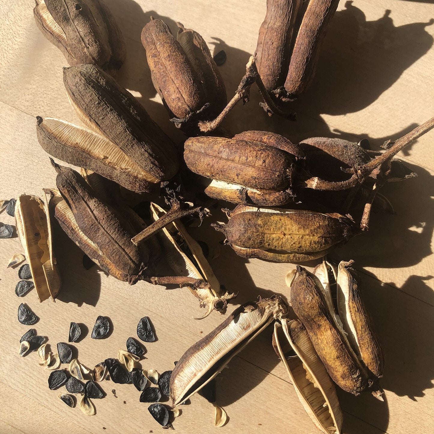 Organic Yucca Seeds (Yucca filamentosa) 50 Seeds (0.5 Grams) - Adam's Needle, Spanish Bayonet, Yucca, Needle Palm Seeds by Smoke Camp Crafts