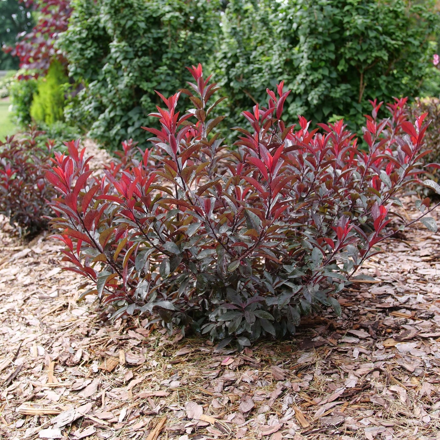 Proven Winners Stay Classy Purple Leaf Sand Cherry (Prunus x cistena) Live Plant, 4.5" Qt