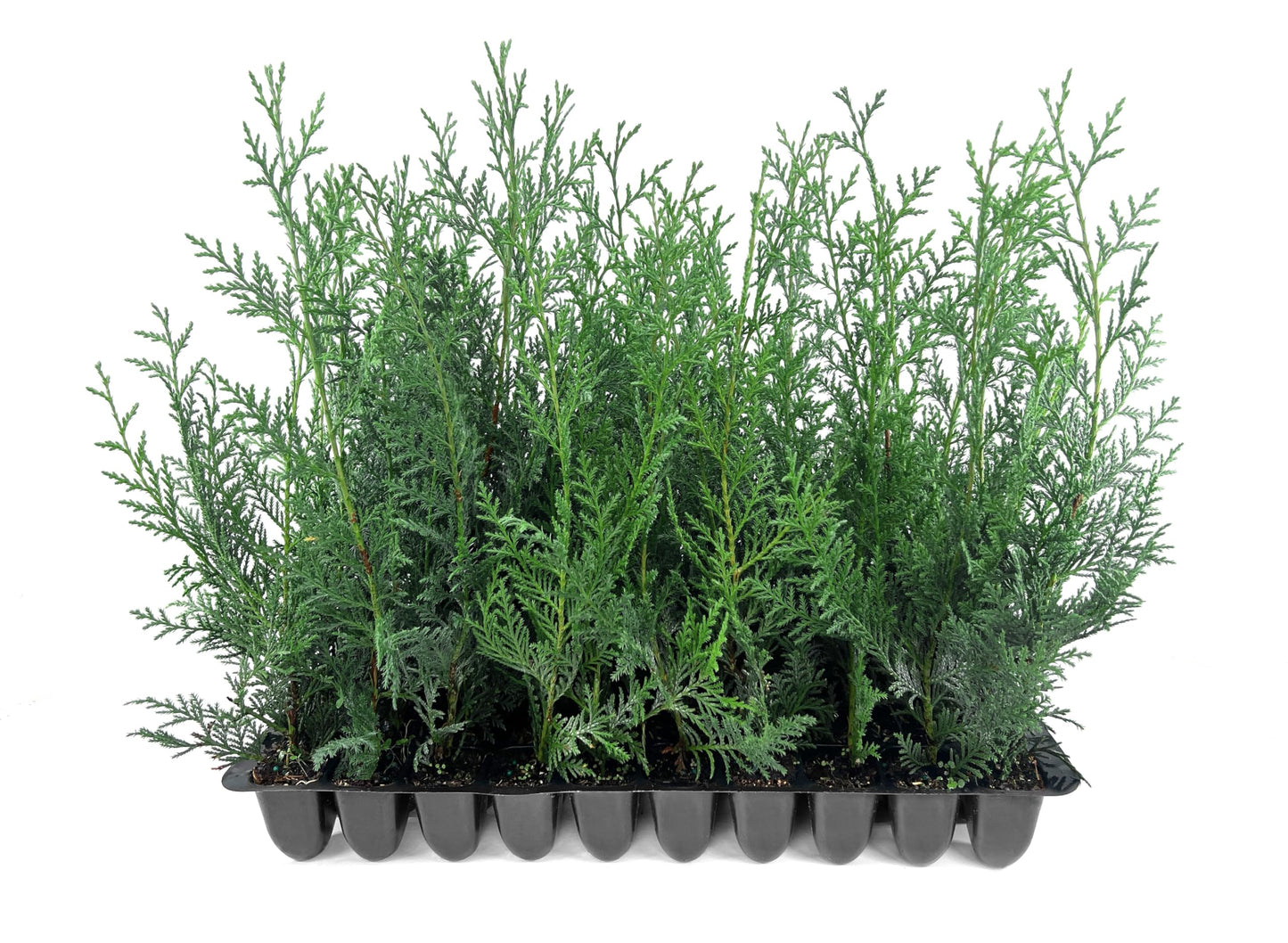 Leyland Cypress | 10 Live Plants | Cupressus × leylandii | Fast Growing Evergreen Trees | Privacy Hedge Plants for Landscaping