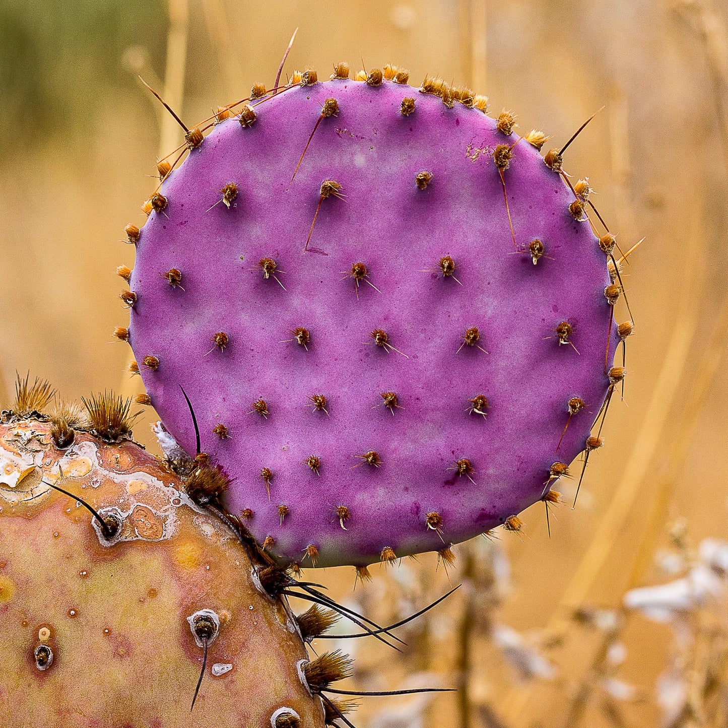 Live Purple Prickly Pear Cactus Plant for Planting, 8 Months Old, 4 to 6 Inch Potted Cactus Plant, Hardy Succulent for Home or Garden