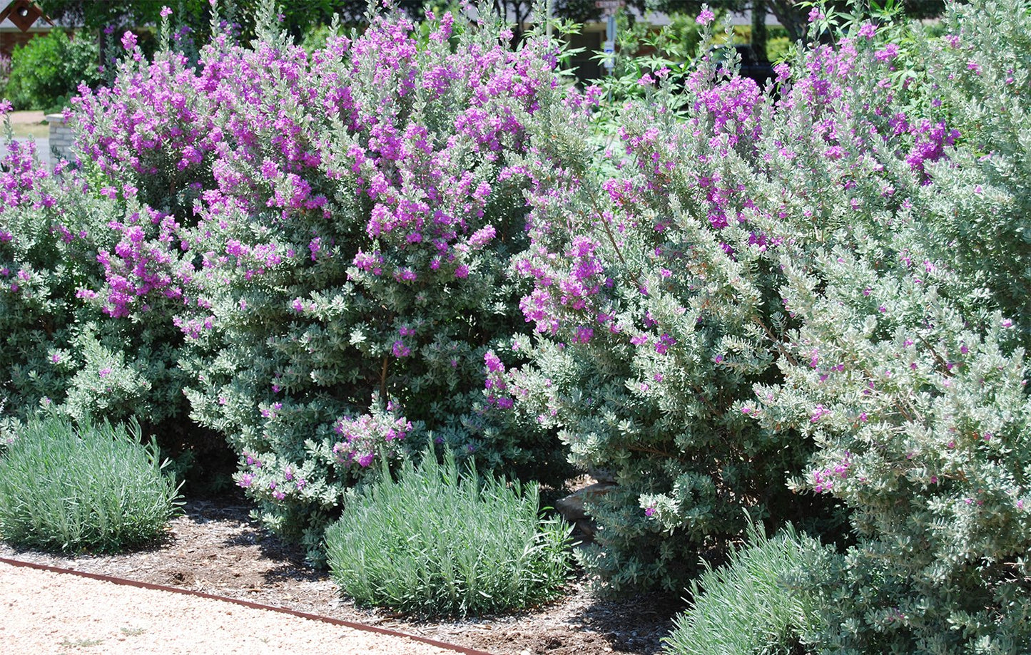 American Plant Exchange Texas Sage – 10-Inch Pot – Live Flowering Shrub with Silvery Foliage, Drought Tolerant Plant for Home, Garden, or Landscape Decor