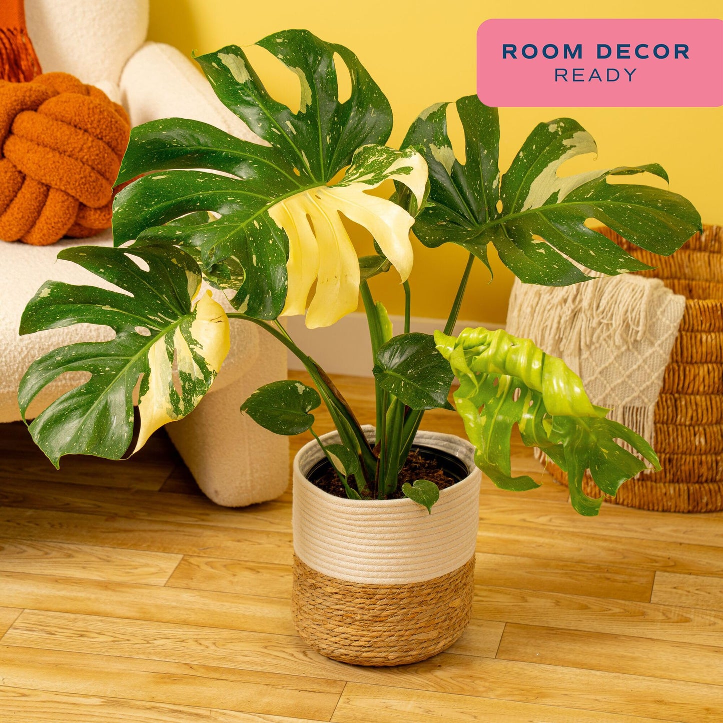Costa Farms Live Plant, Thai Constellation Monstera House Plant, Decorative Plant Pot, Trending Tropicals Collection for Home and Room Decor, 2-3-Feet Tall