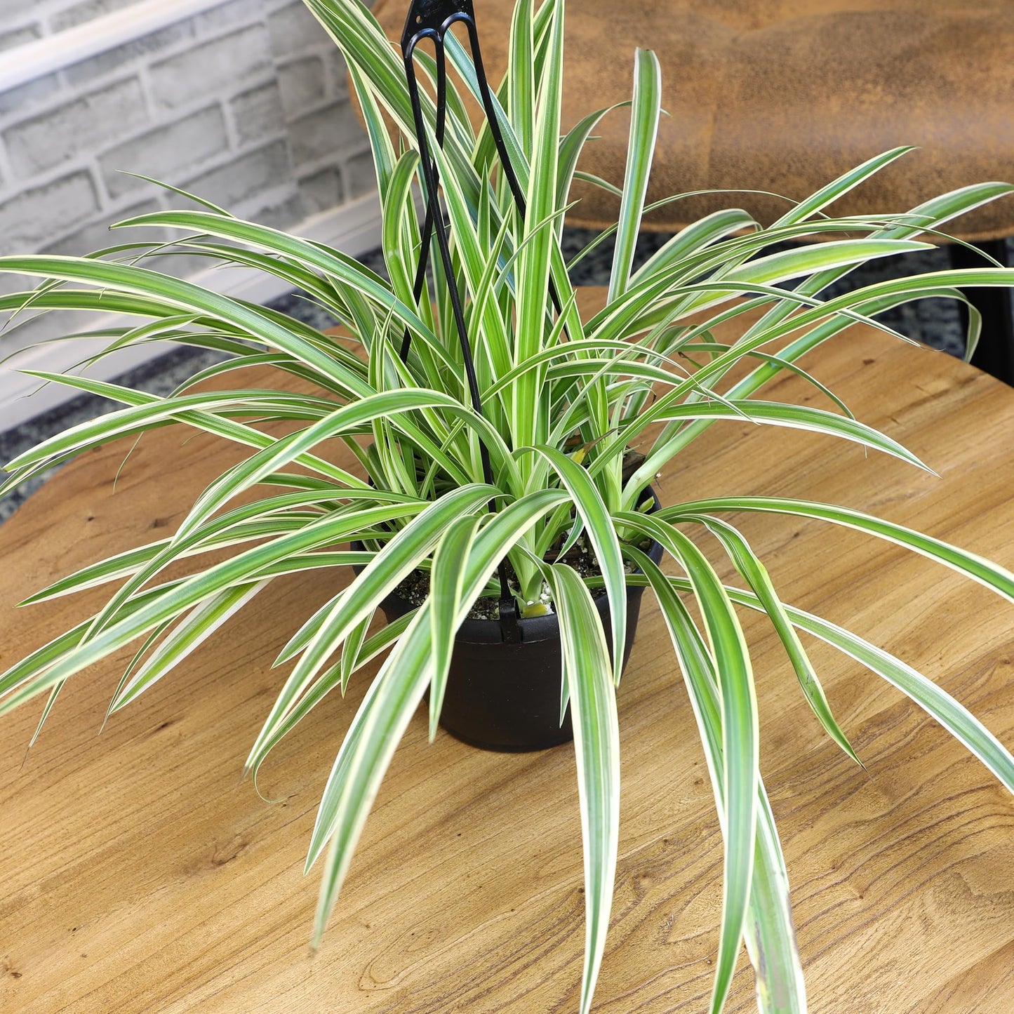 Live Spider Plant in 6" Hanging Basket with Detachable Hook, Pet Friendly Houseplant for Home or Office, Unique Seasonal Varieties, Real Easy to Grow Houseplants by Plants for Pets