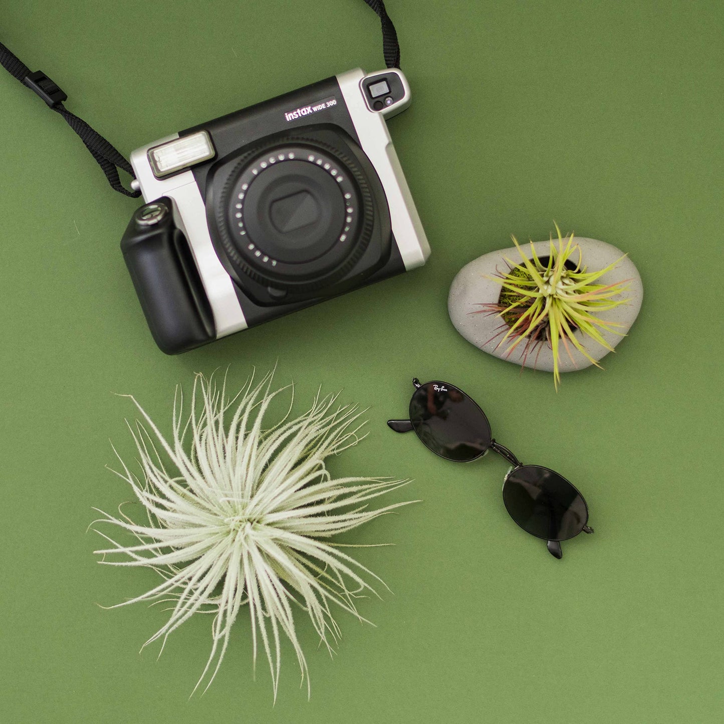 Large Tectorum Ecuador Air Plant - Live Tillandsia Succulent House Plants - Available in Wholesale and Bulk - Home and Garden Decor - Easy Care Indoor and Outdoor Plants (Large-1 PC)