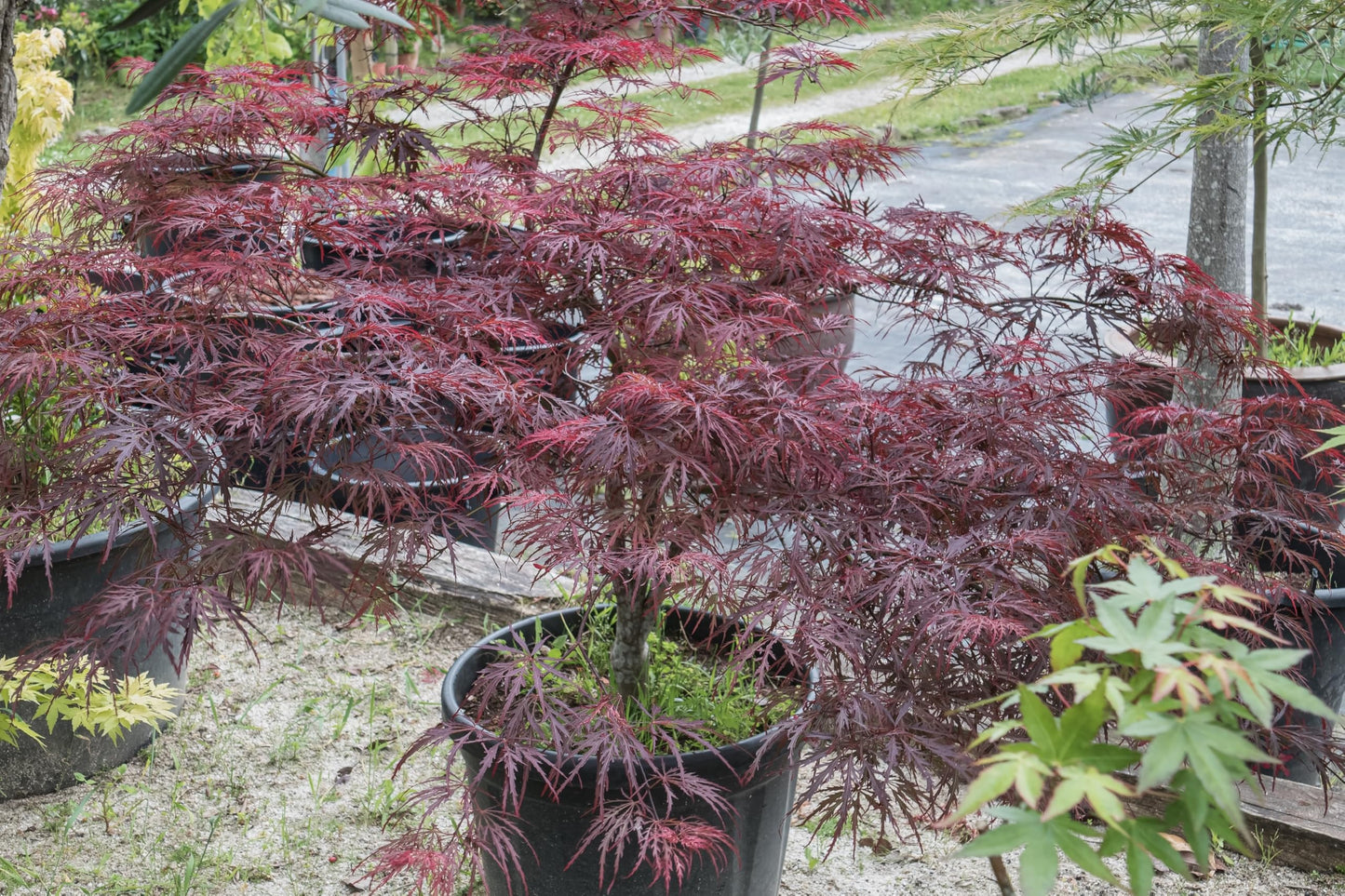 10 INABA SHIDARE Maple Weeping Red Laceleaf Japanese Acer Palmatum Dissectum Tree Seeds